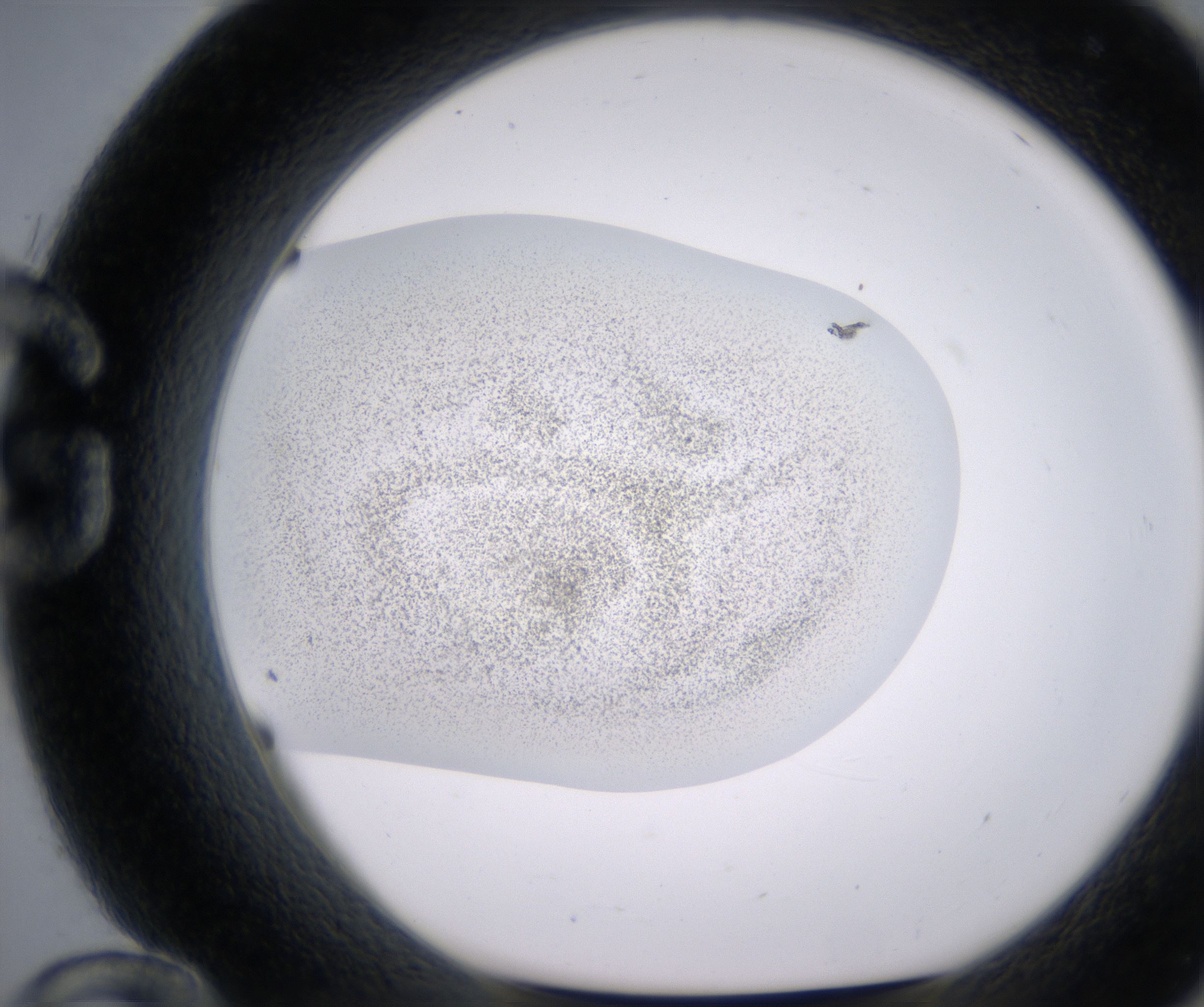G12_HighResolution_Precipitate_1.jpg