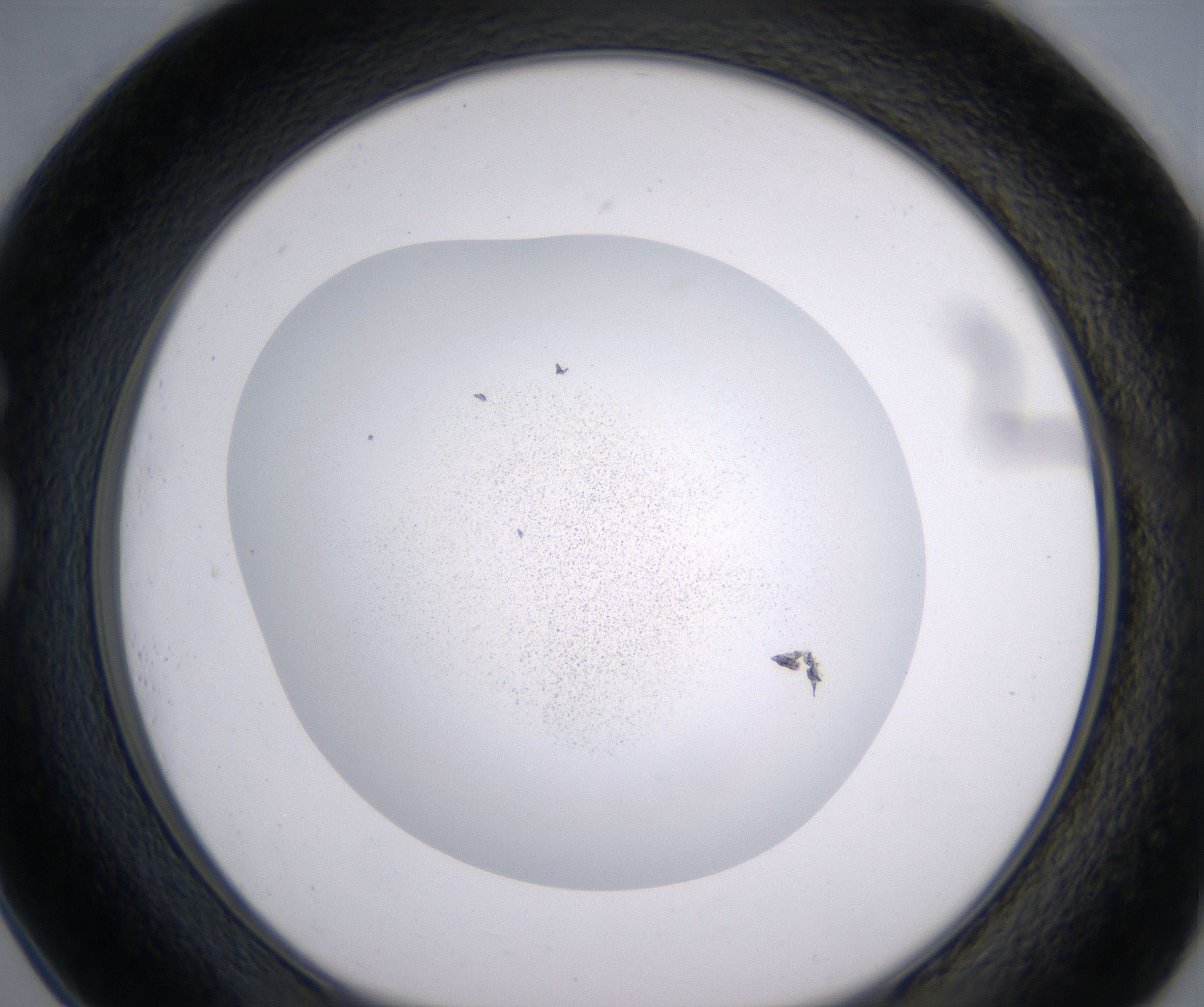 G1_HighResolution_Precipitate_1.jpg