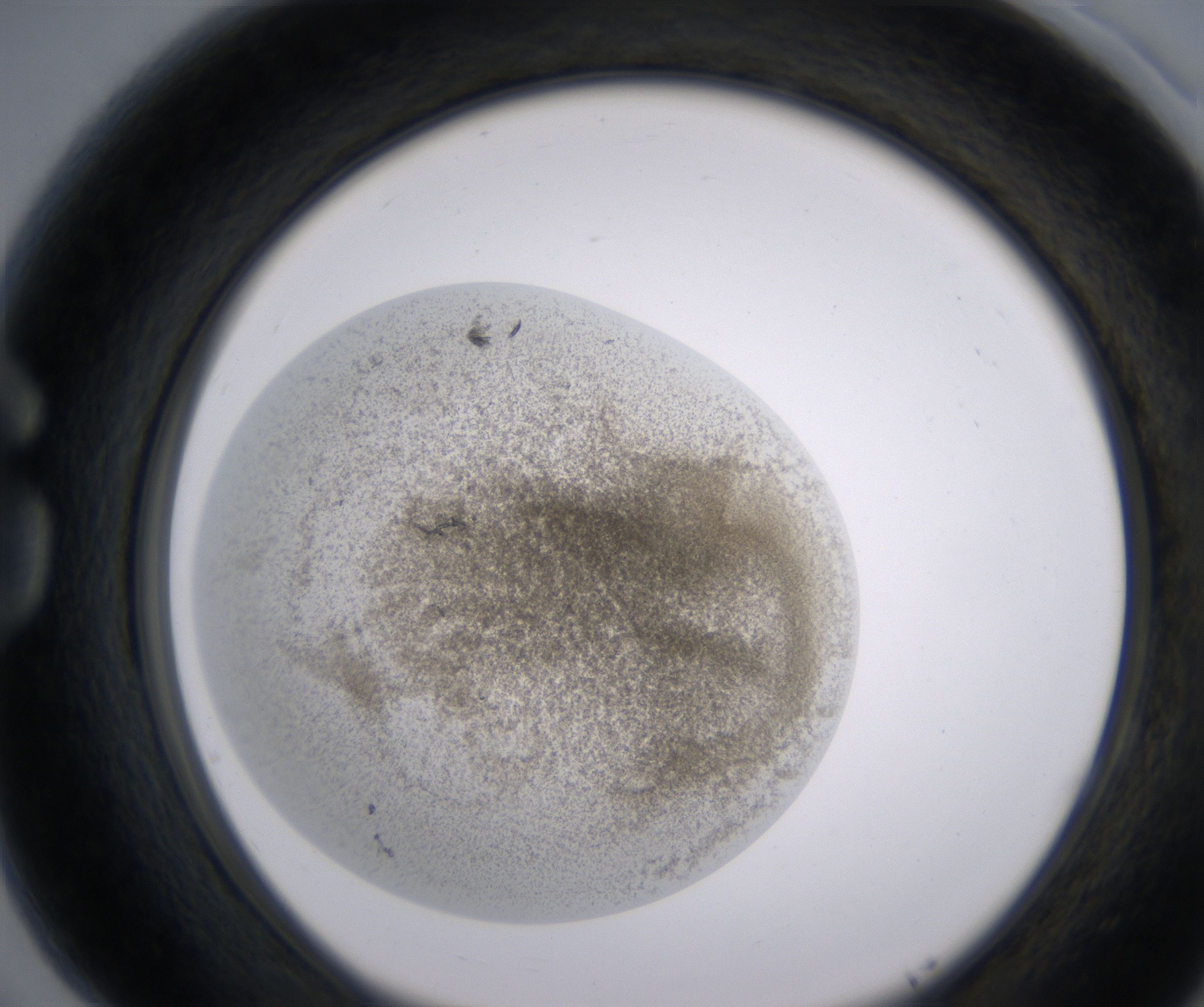 G5_HighResolution_Precipitate_1.jpg