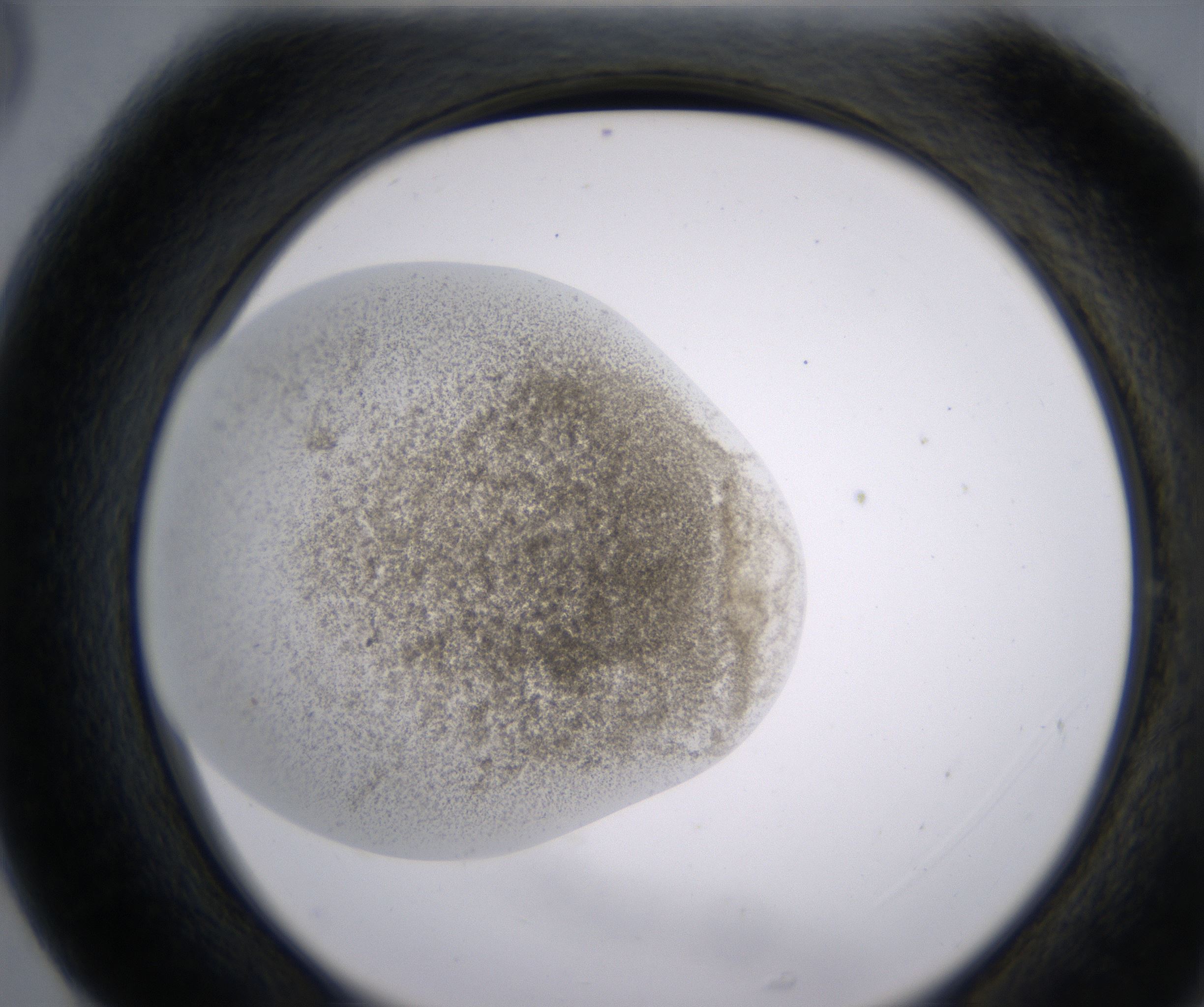 G5_HighResolution_Precipitate_2.jpg