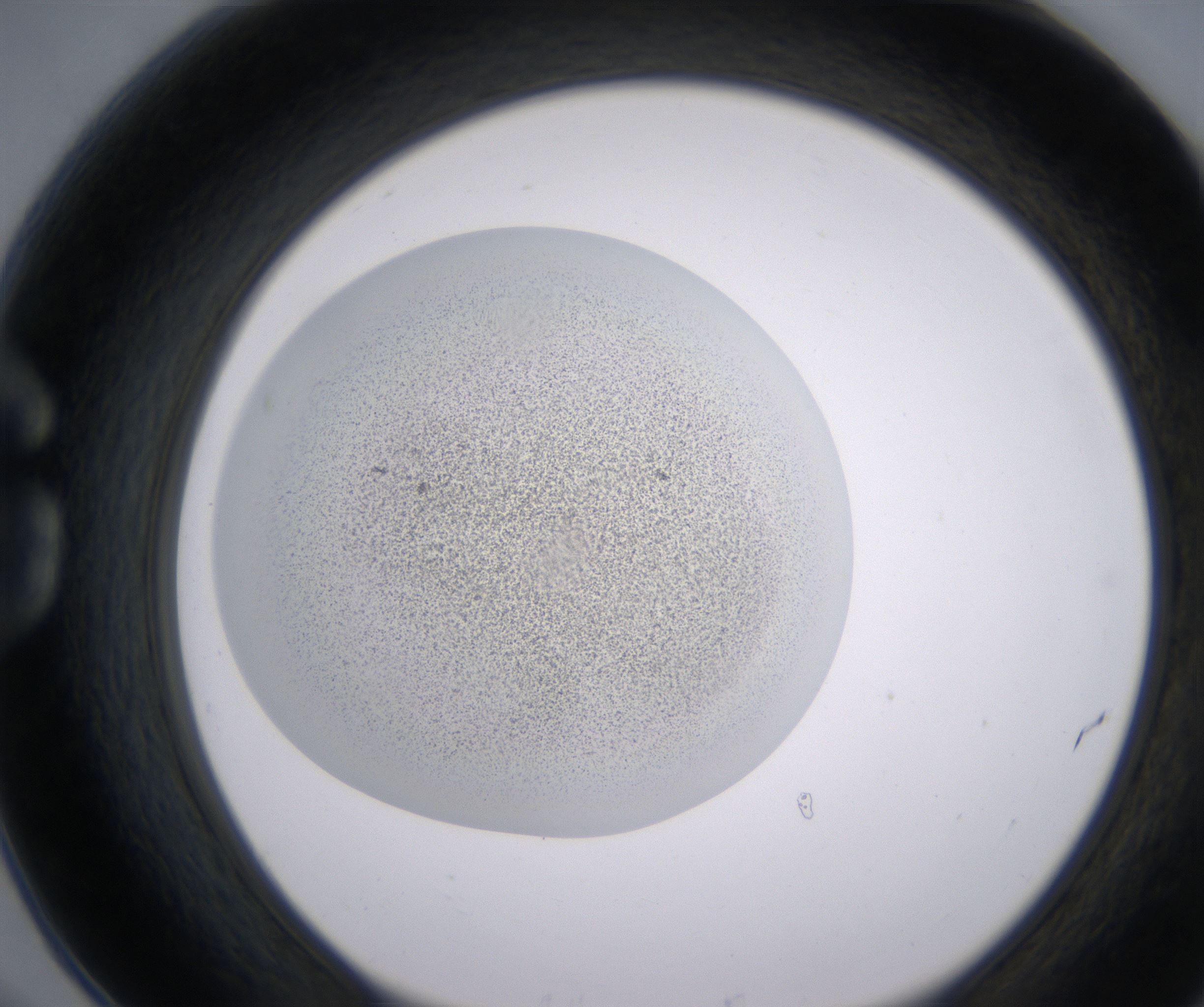 G6_HighResolution_Precipitate_1.jpg