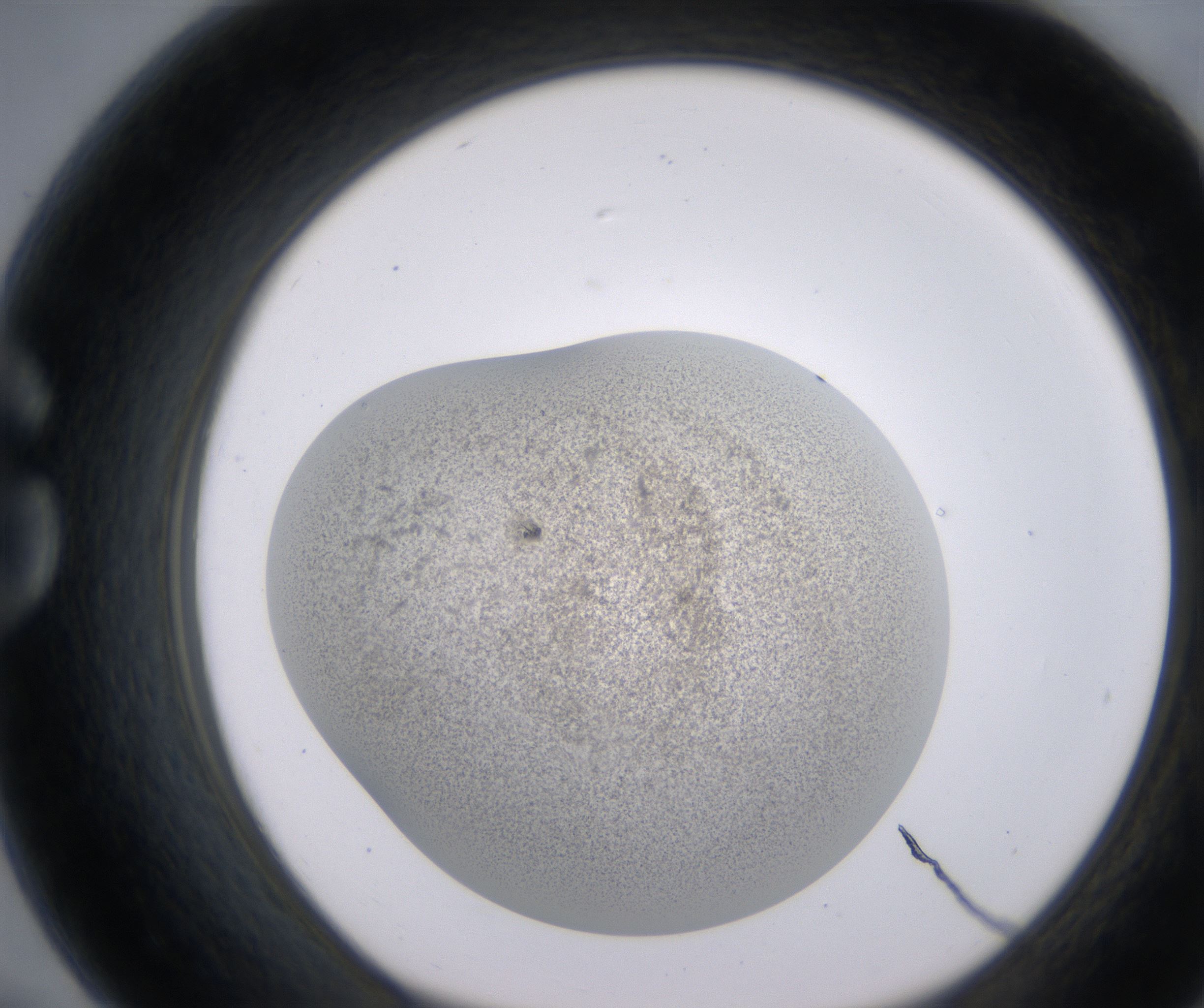 G7_HighResolution_Precipitate_1.jpg