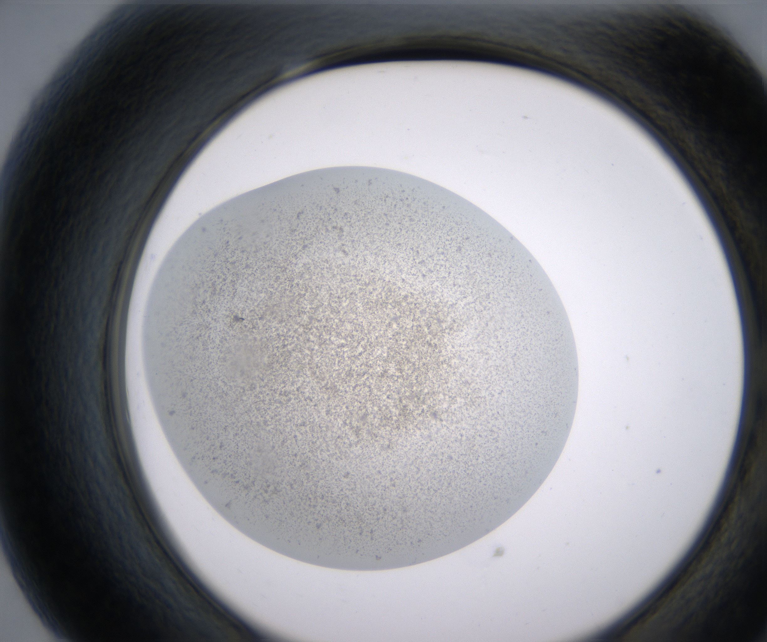 G7_HighResolution_Precipitate_2.jpg