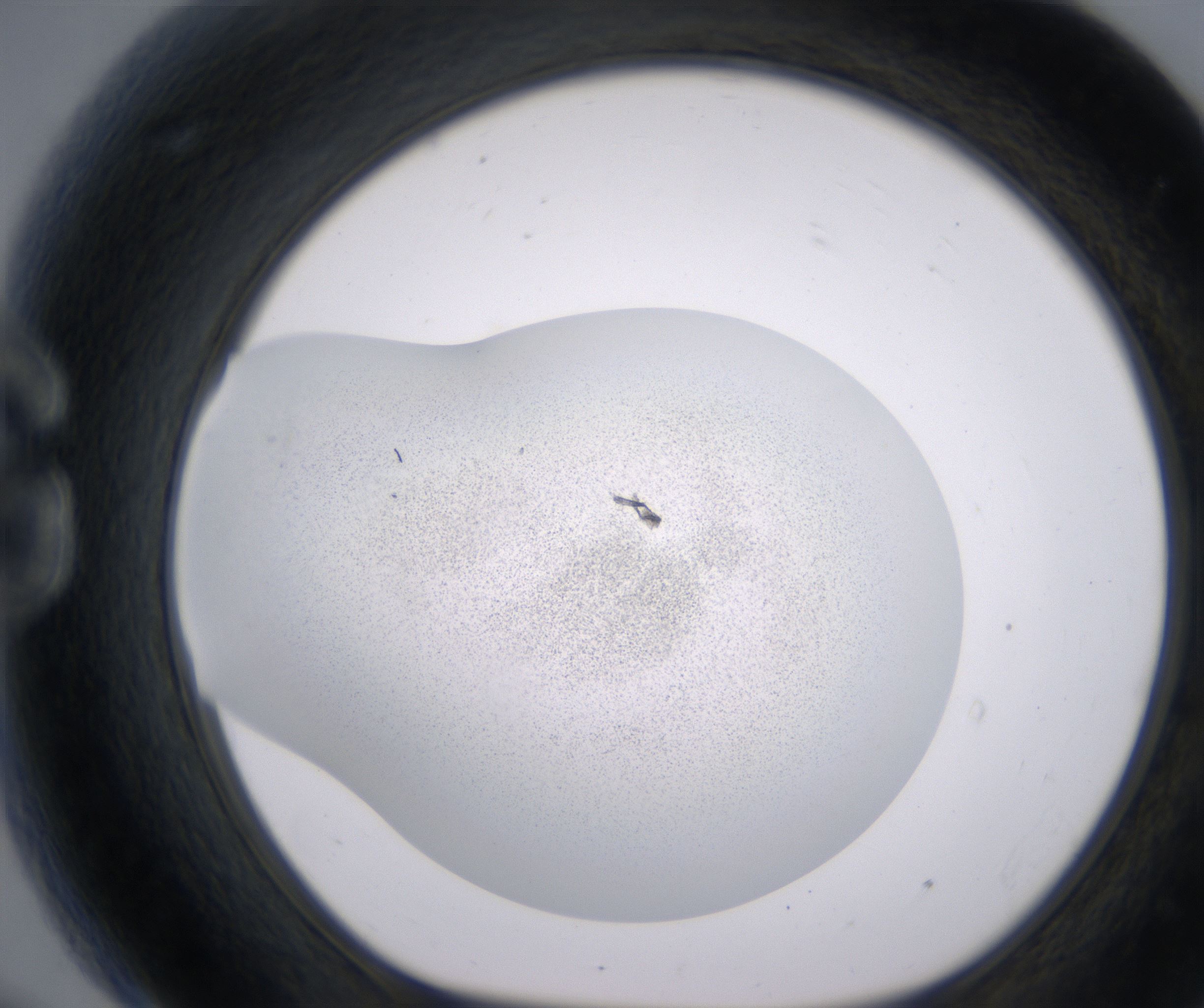 G9_HighResolution_Precipitate_1.jpg