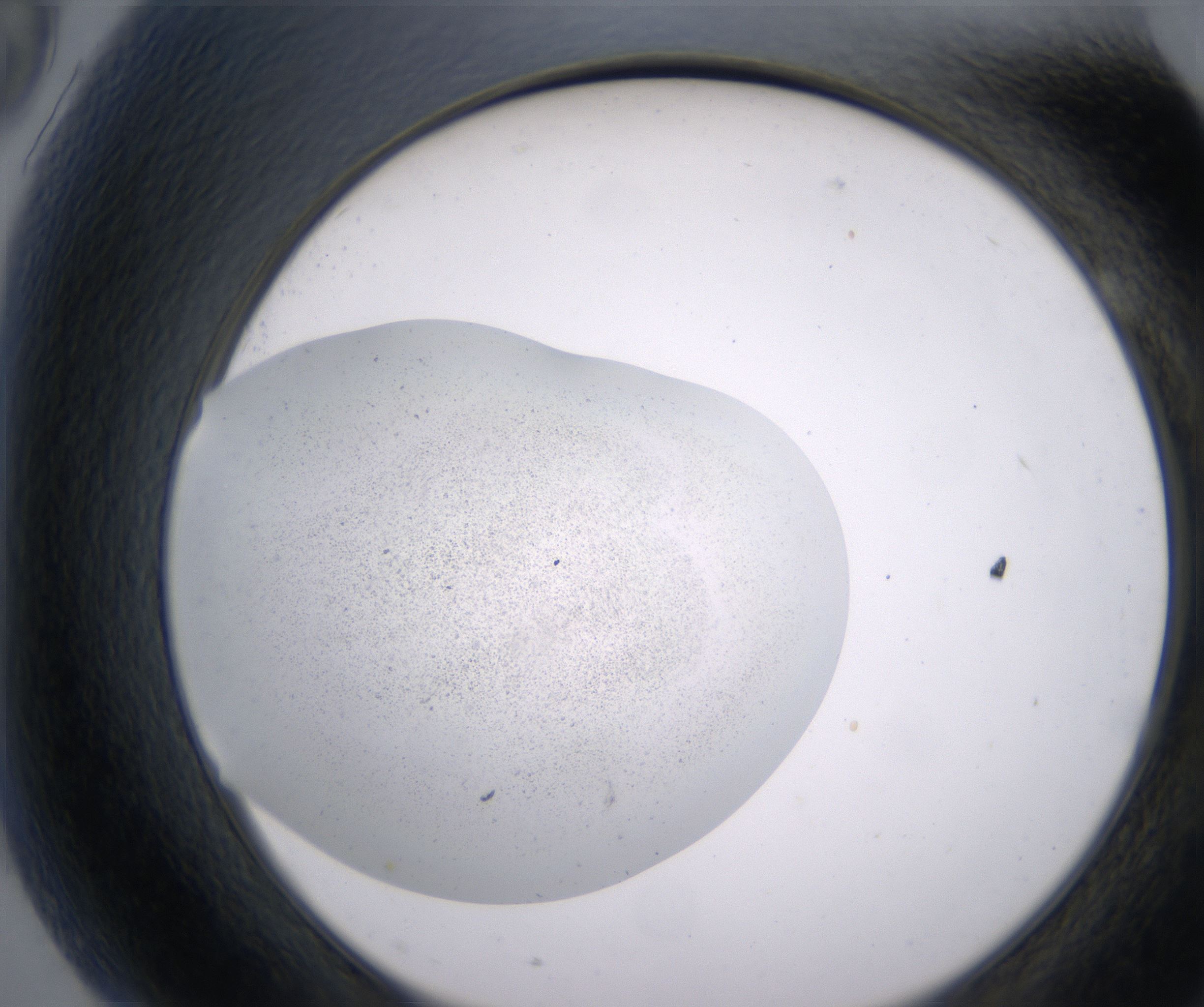 G9_HighResolution_Precipitate_2.jpg