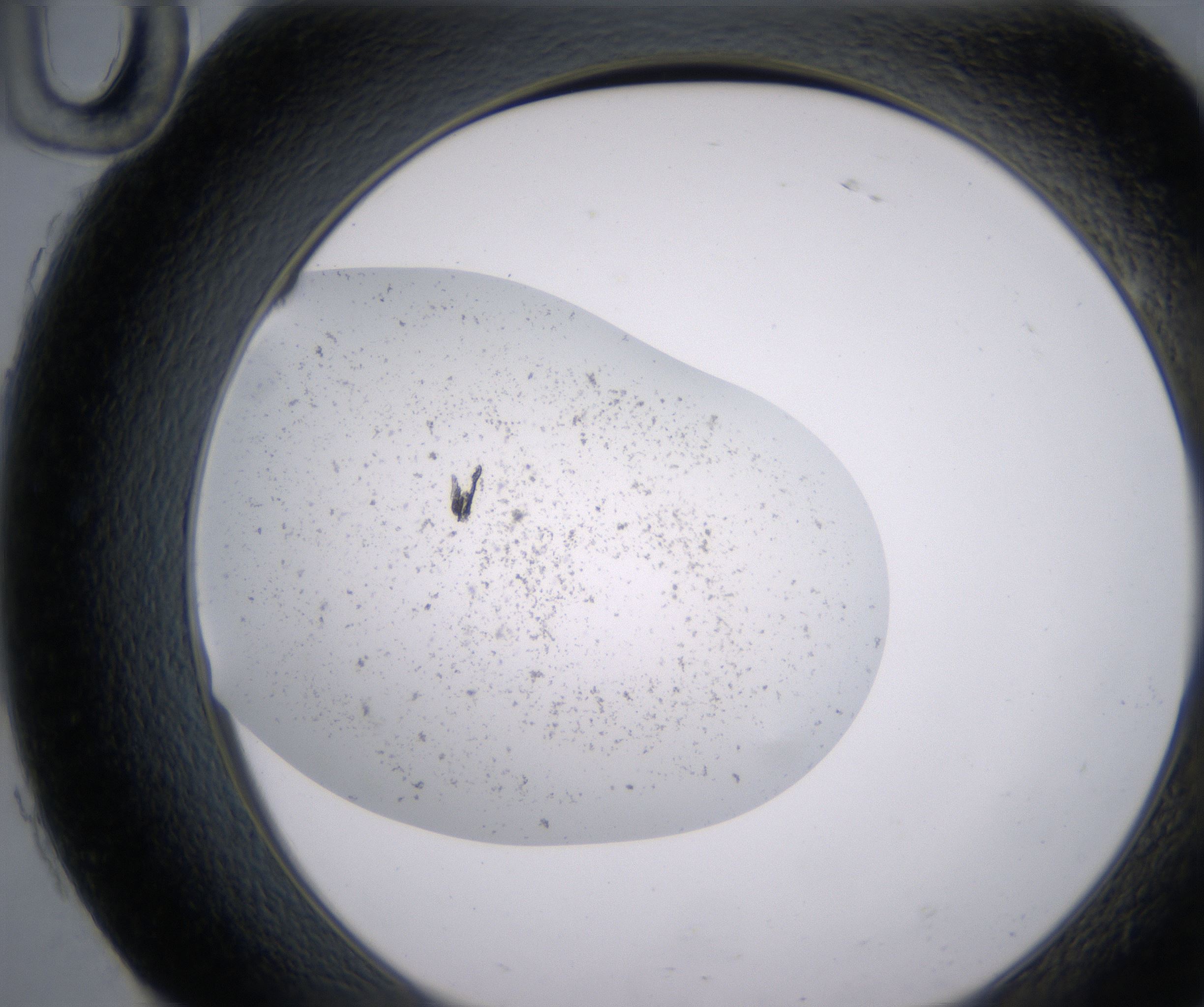 H10_HighResolution_Precipitate_2.jpg