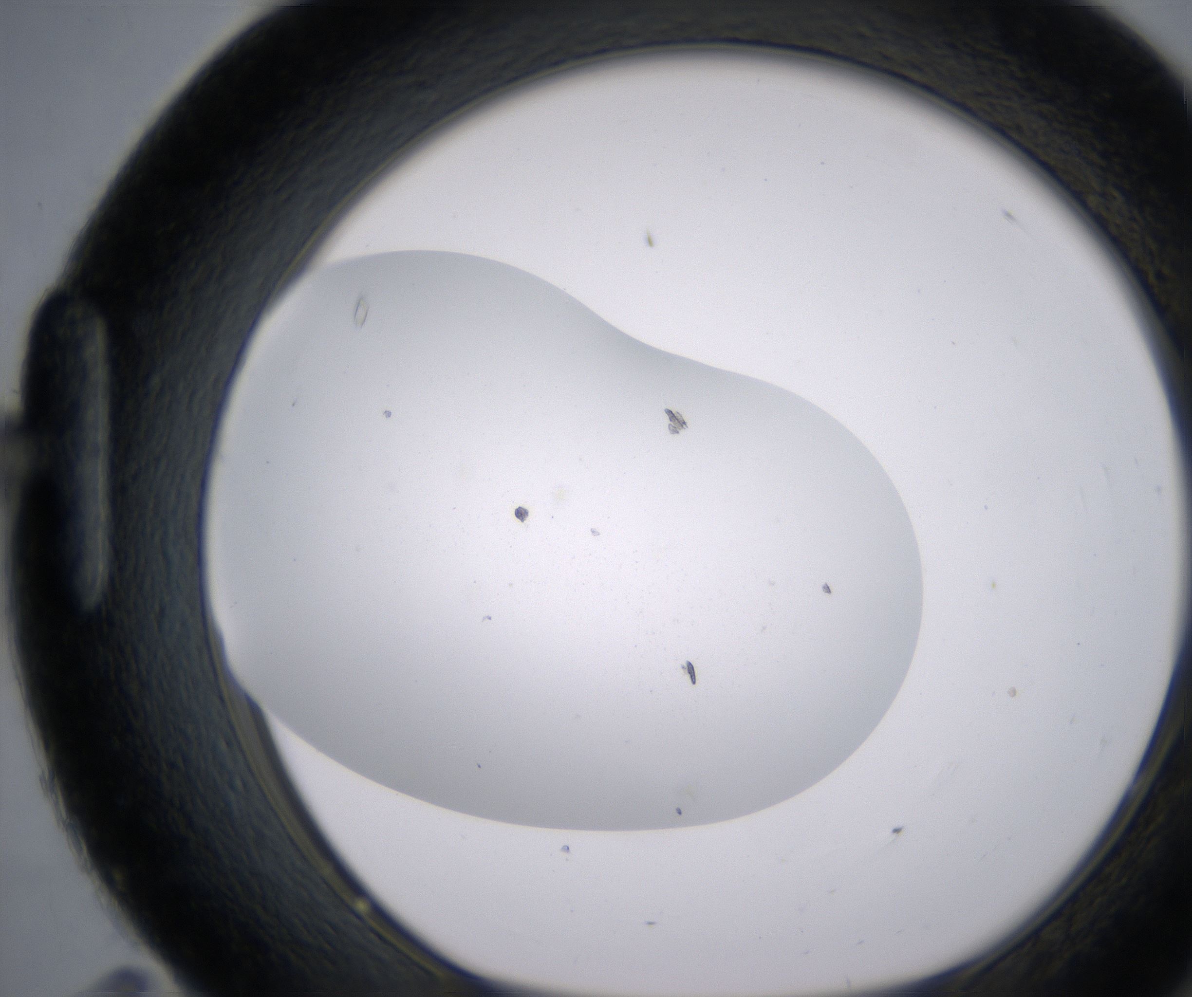 H11_HighResolution_Precipitate_1.jpg