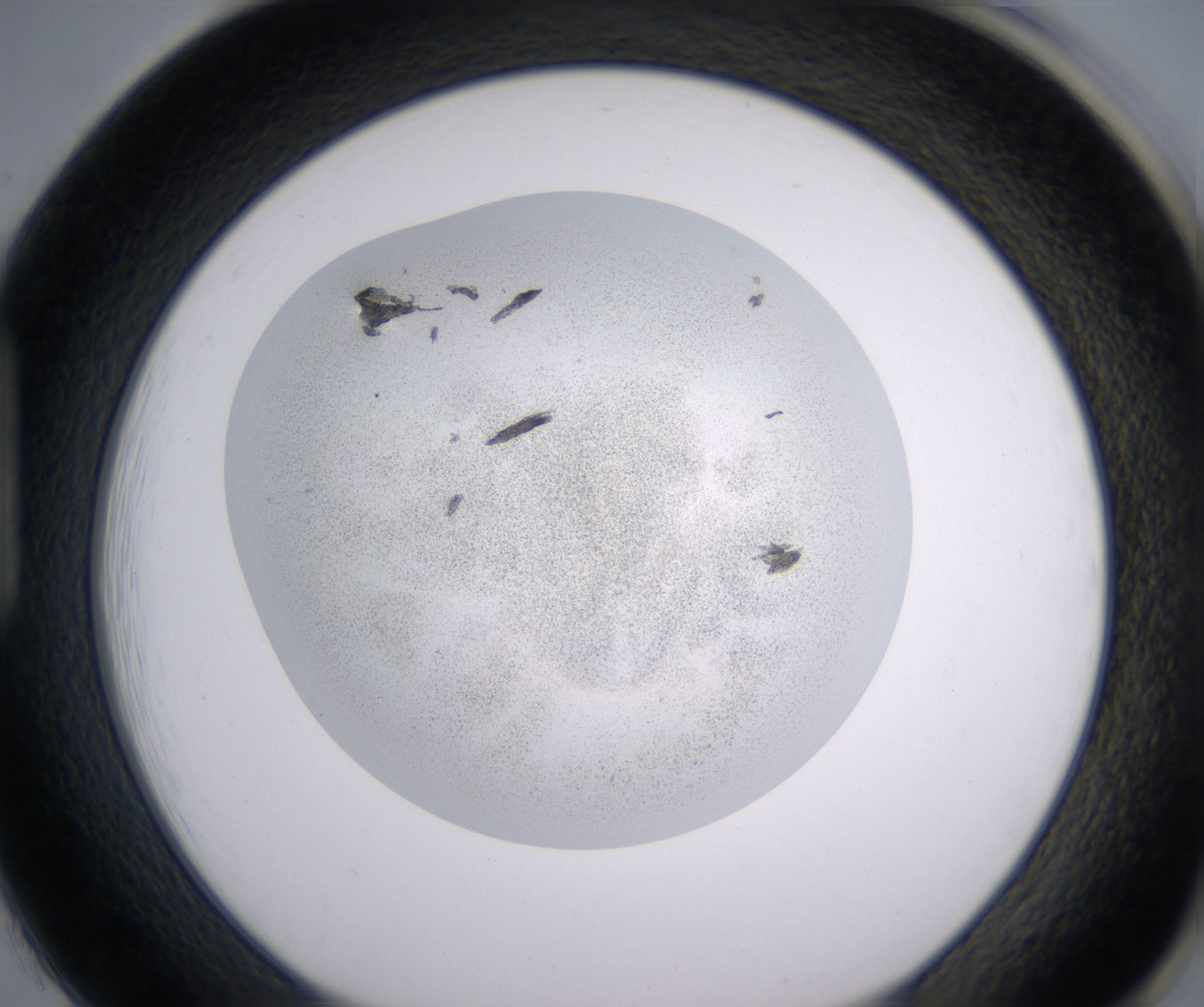 H1_HighResolution_Precipitate_1.jpg