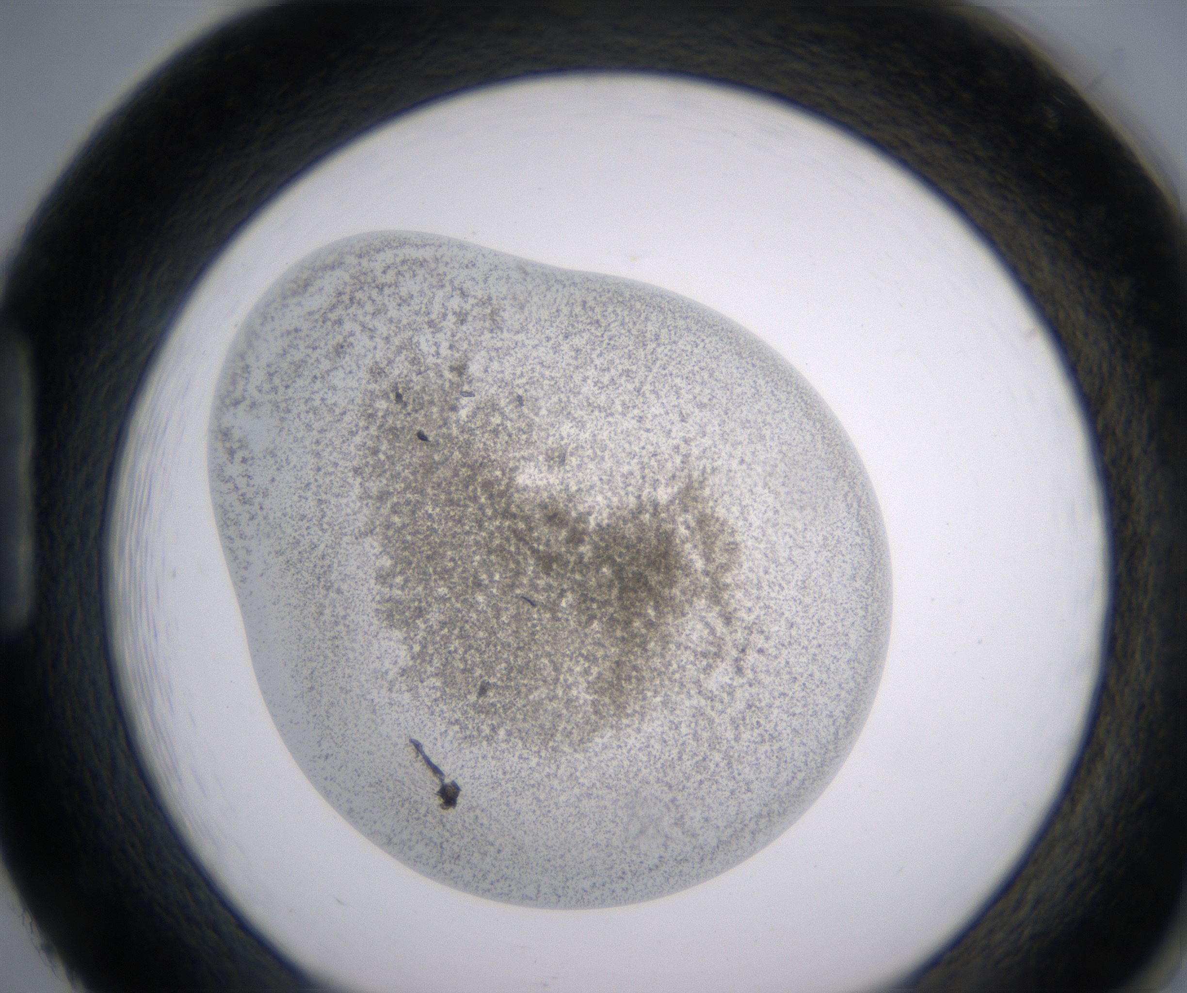 H2_HighResolution_Precipitate_1.jpg
