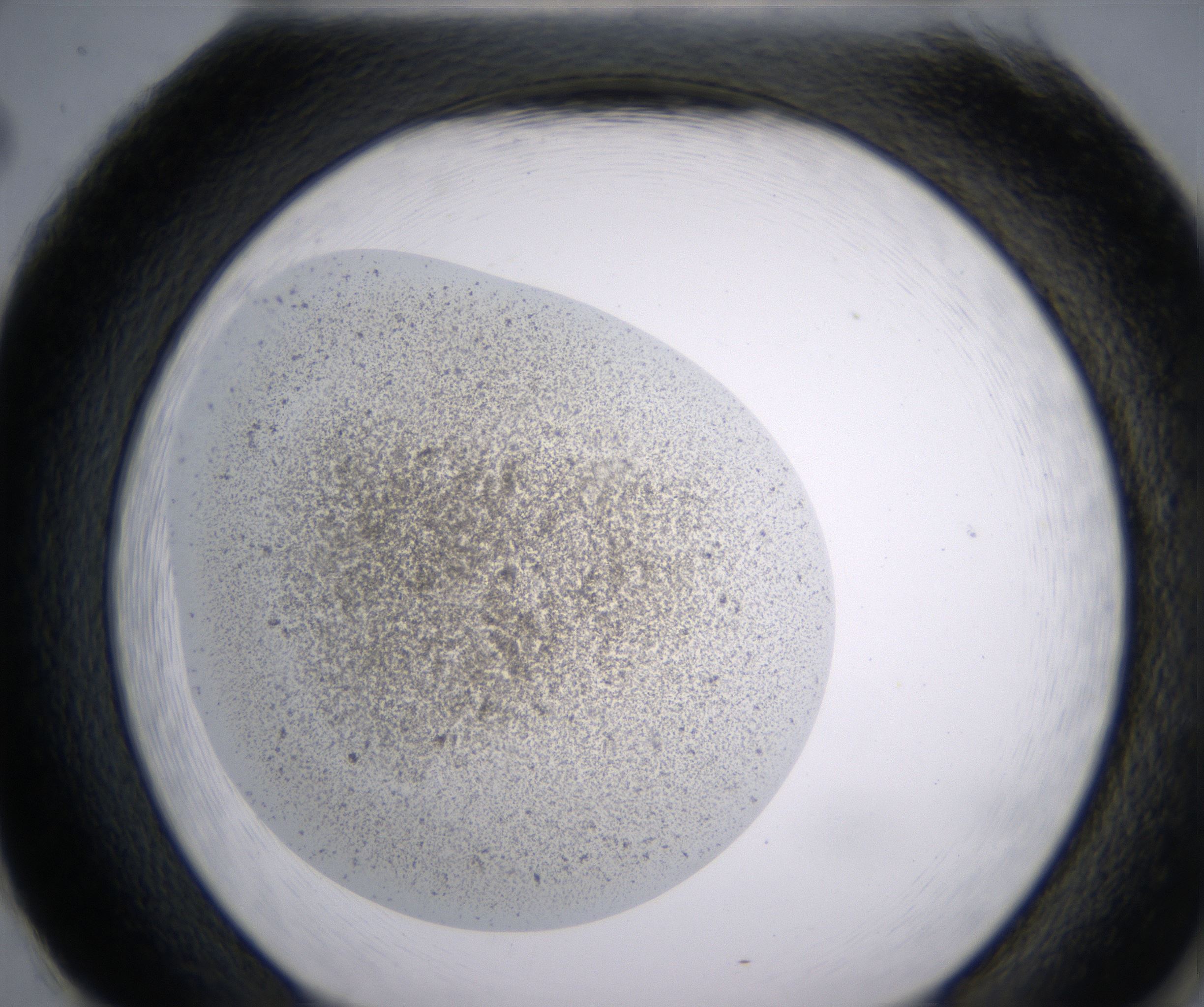 H2_HighResolution_Precipitate_2.jpg