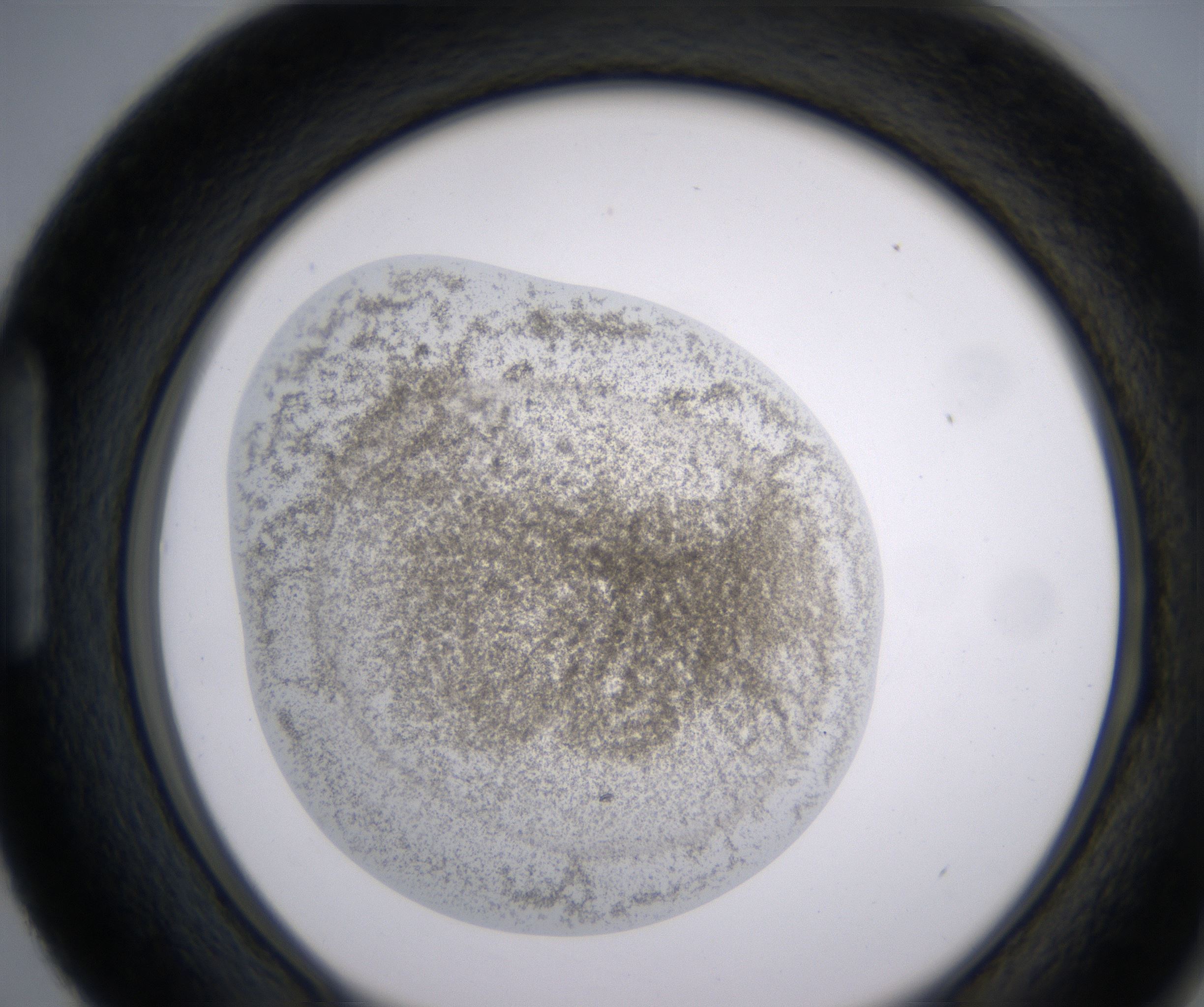 H3_HighResolution_Precipitate_1.jpg