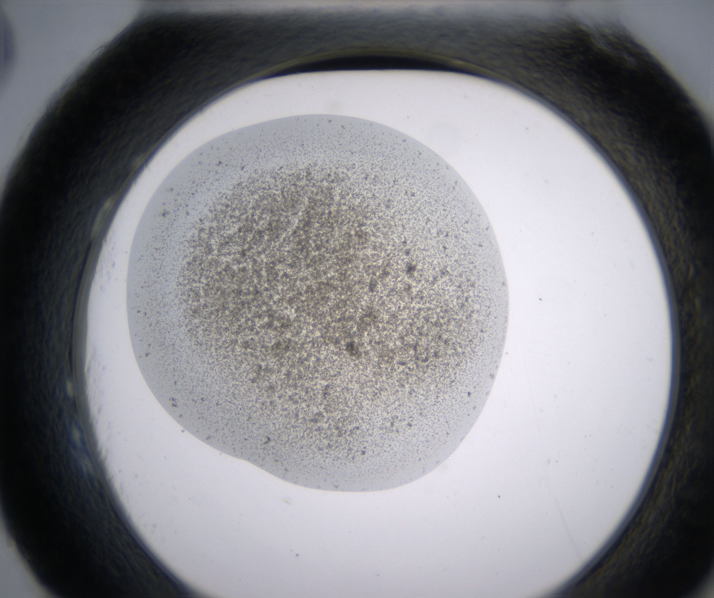 H3_HighResolution_Precipitate_2.jpg