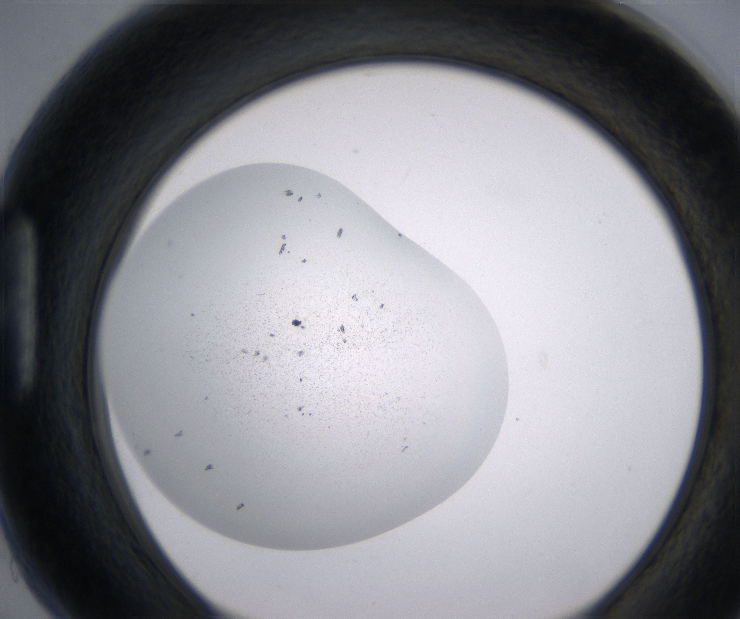 H5_HighResolution_Precipitate_1.jpg
