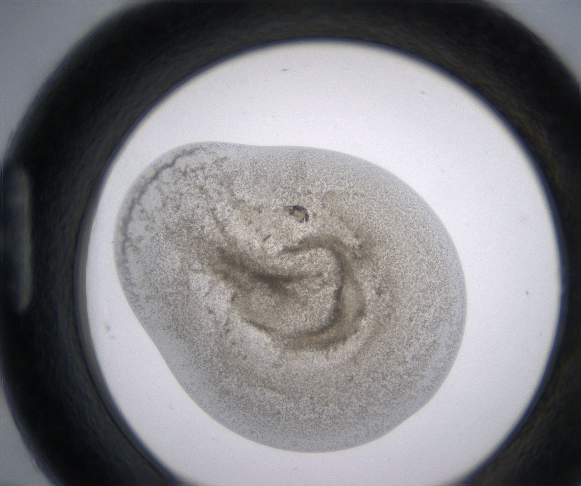 H7_HighResolution_Precipitate_1.jpg