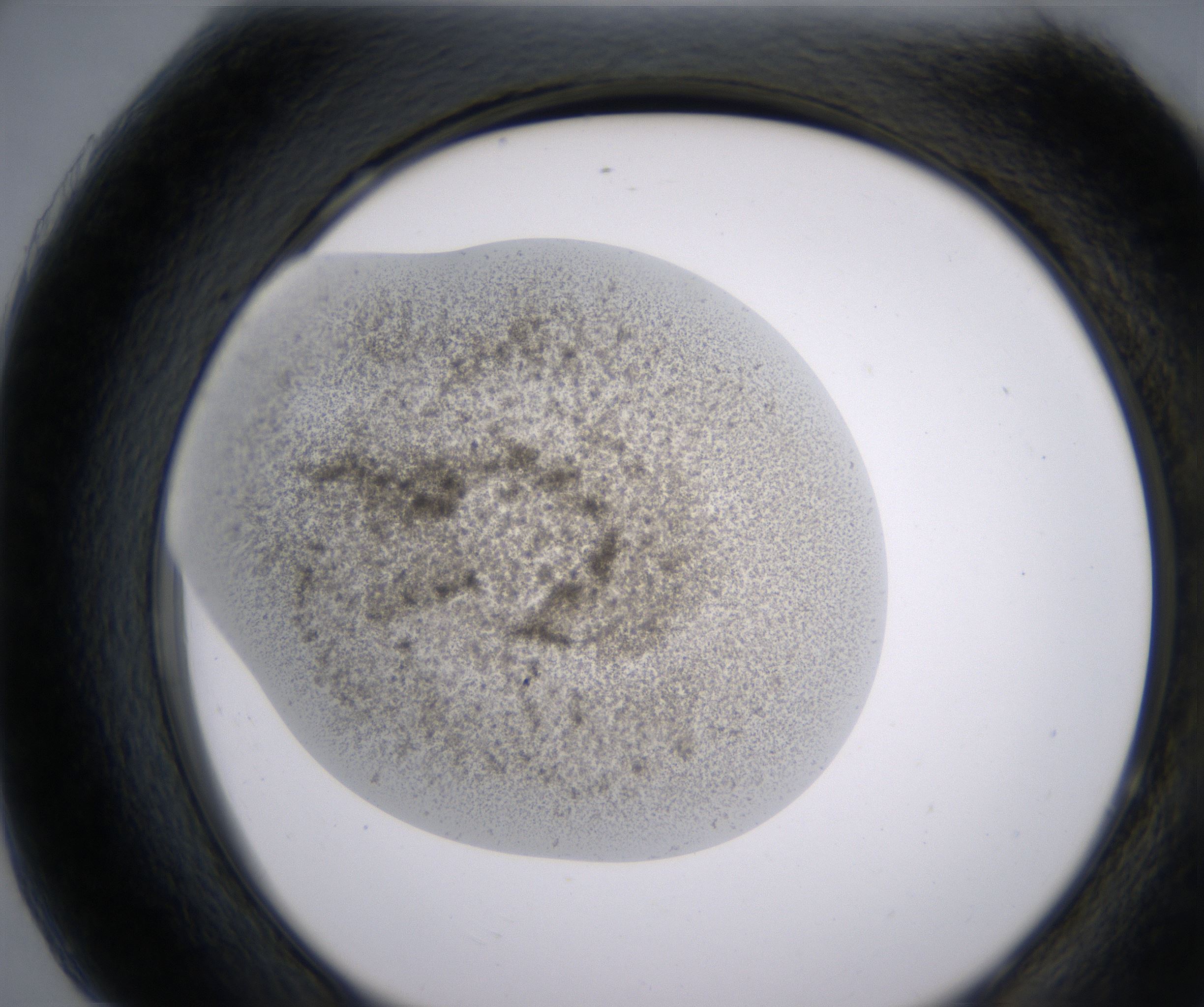 H7_HighResolution_Precipitate_2.jpg