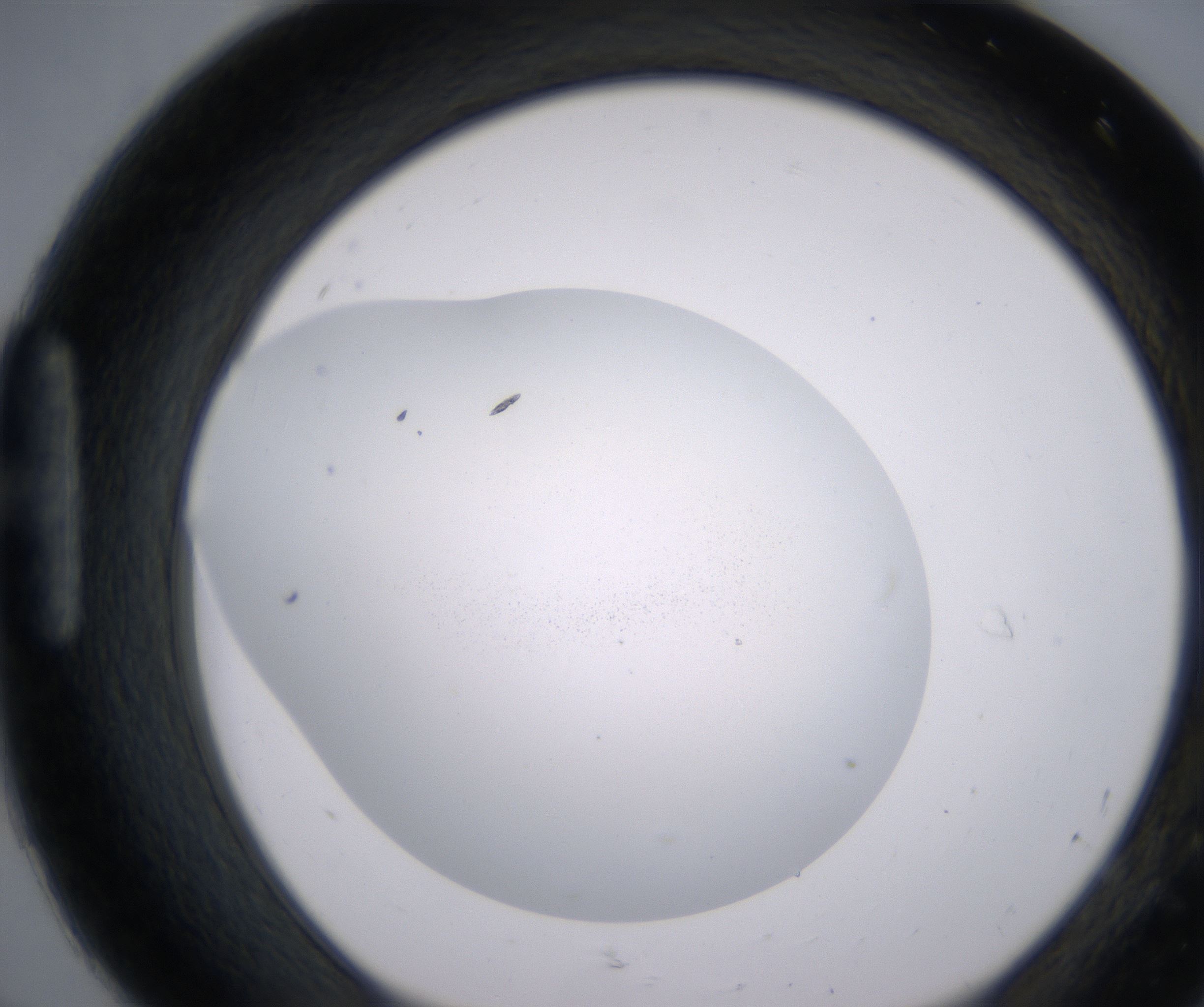 H8_HighResolution_Precipitate_1.jpg