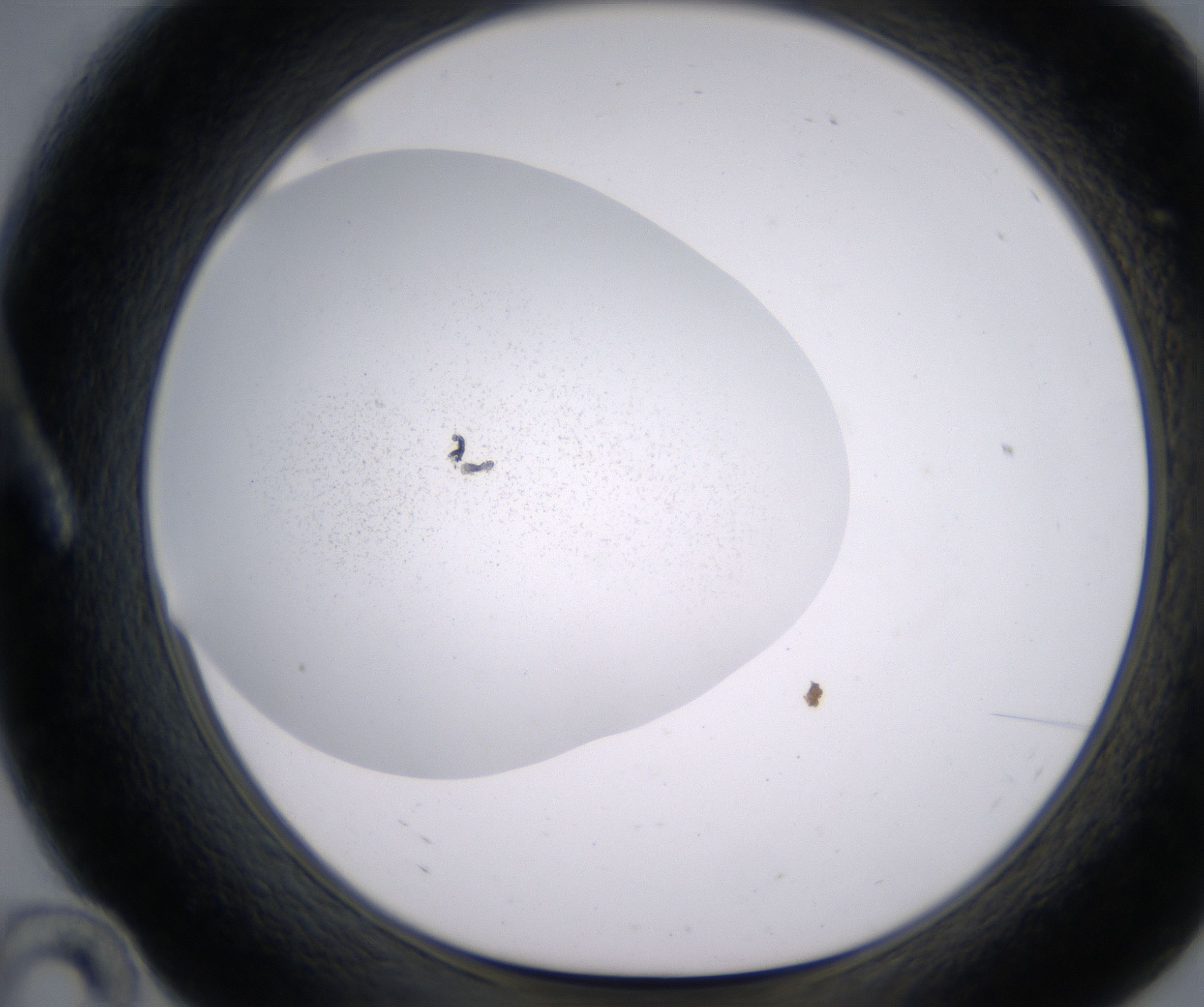 A10_HighResolution_Precipitate_1.jpg