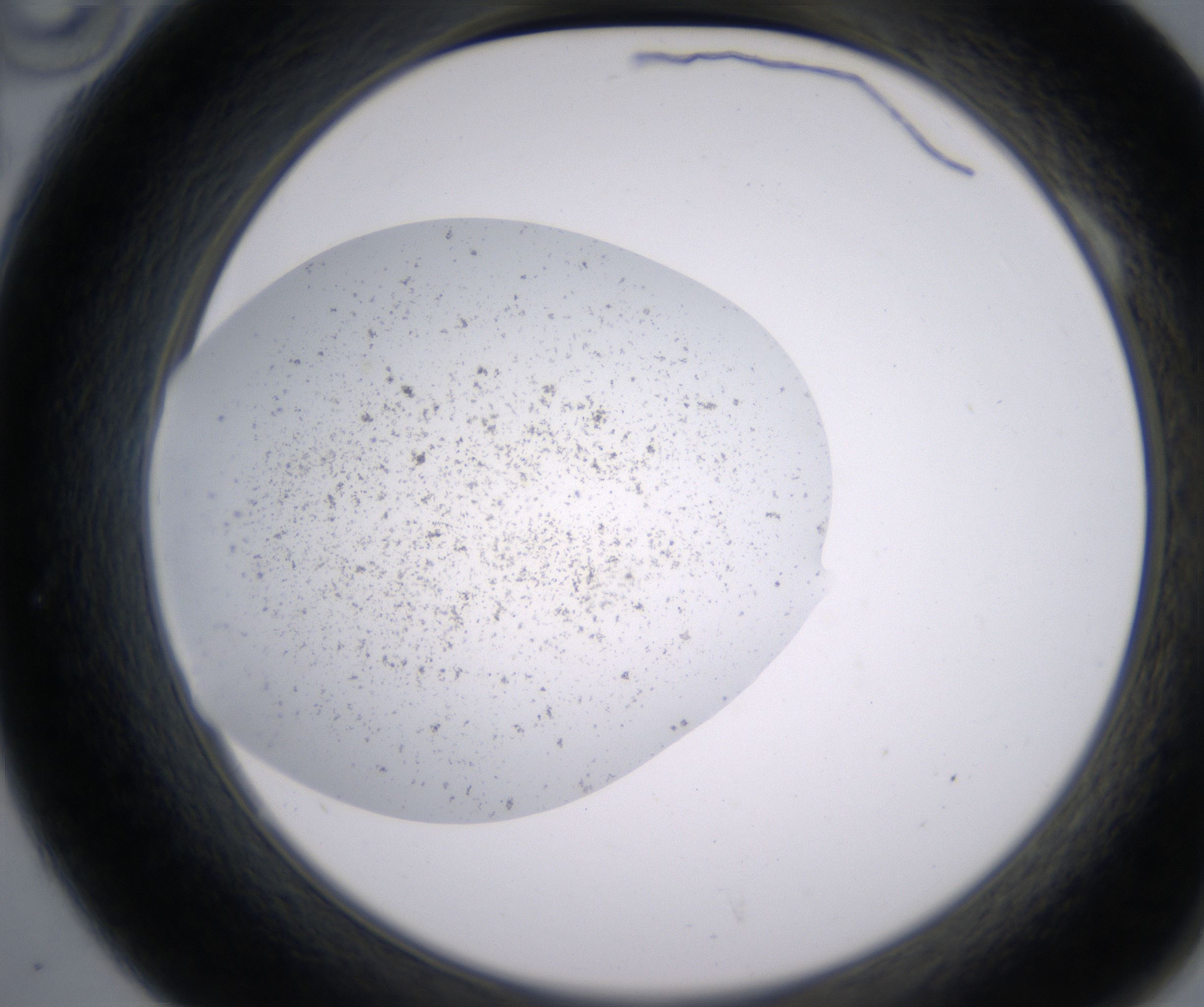 A10_HighResolution_Precipitate_2.jpg