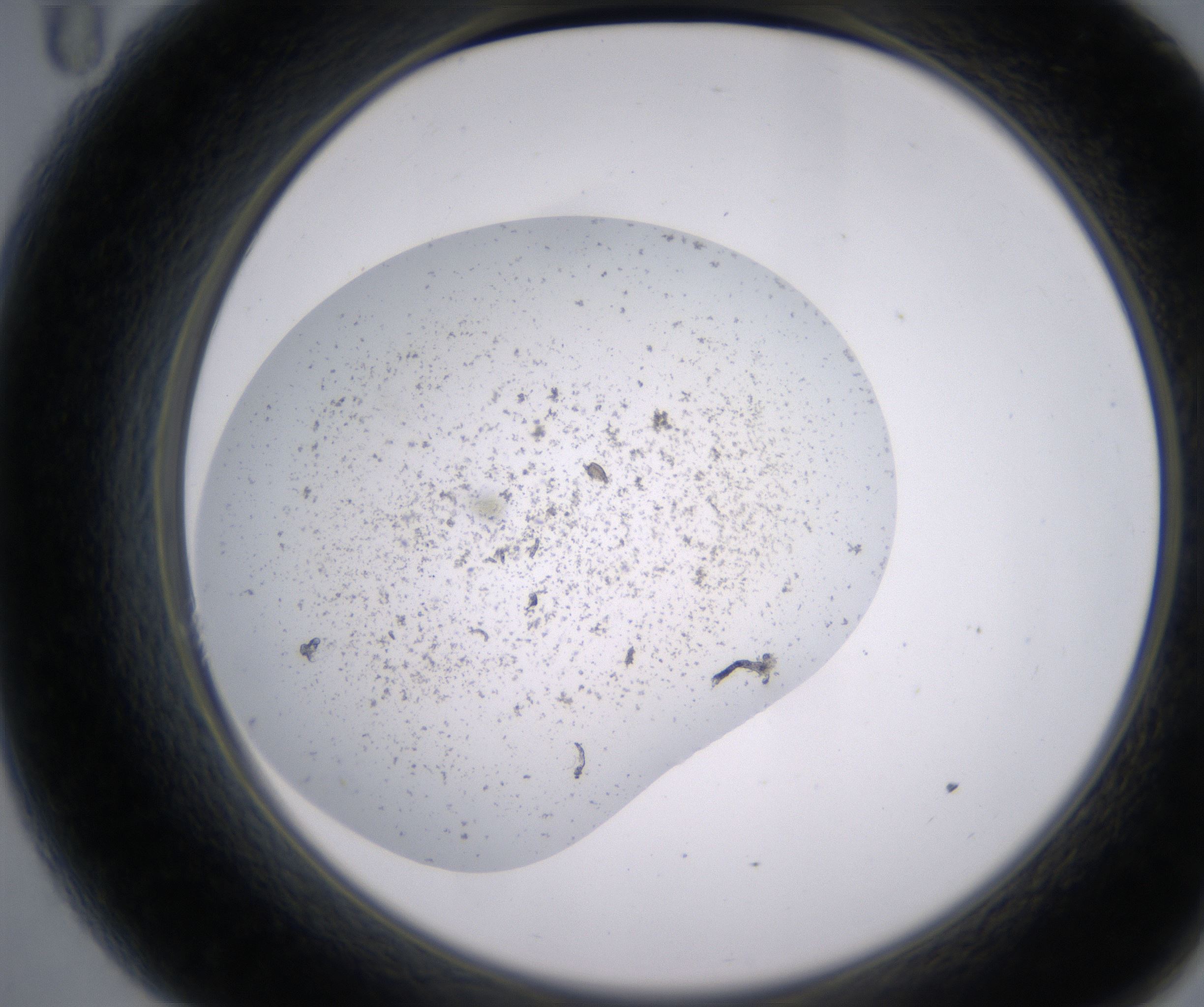 A11_HighResolution_Precipitate_2.jpg