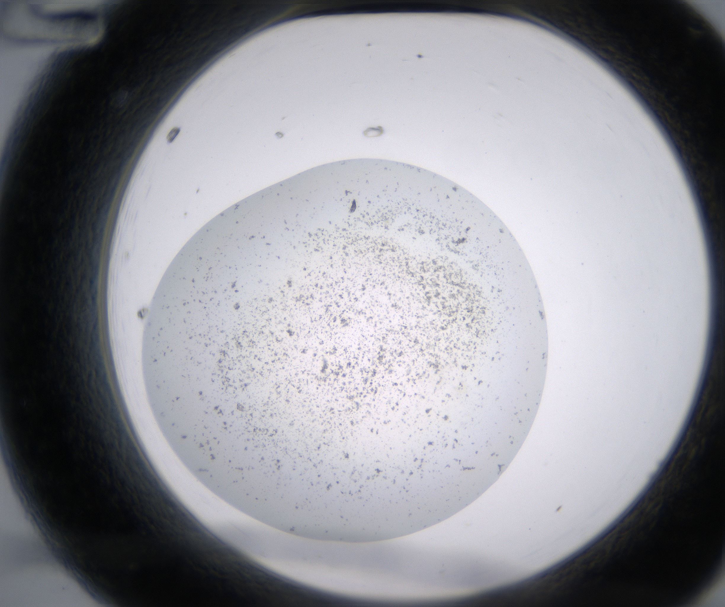 A12_HighResolution_Precipitate_2.jpg