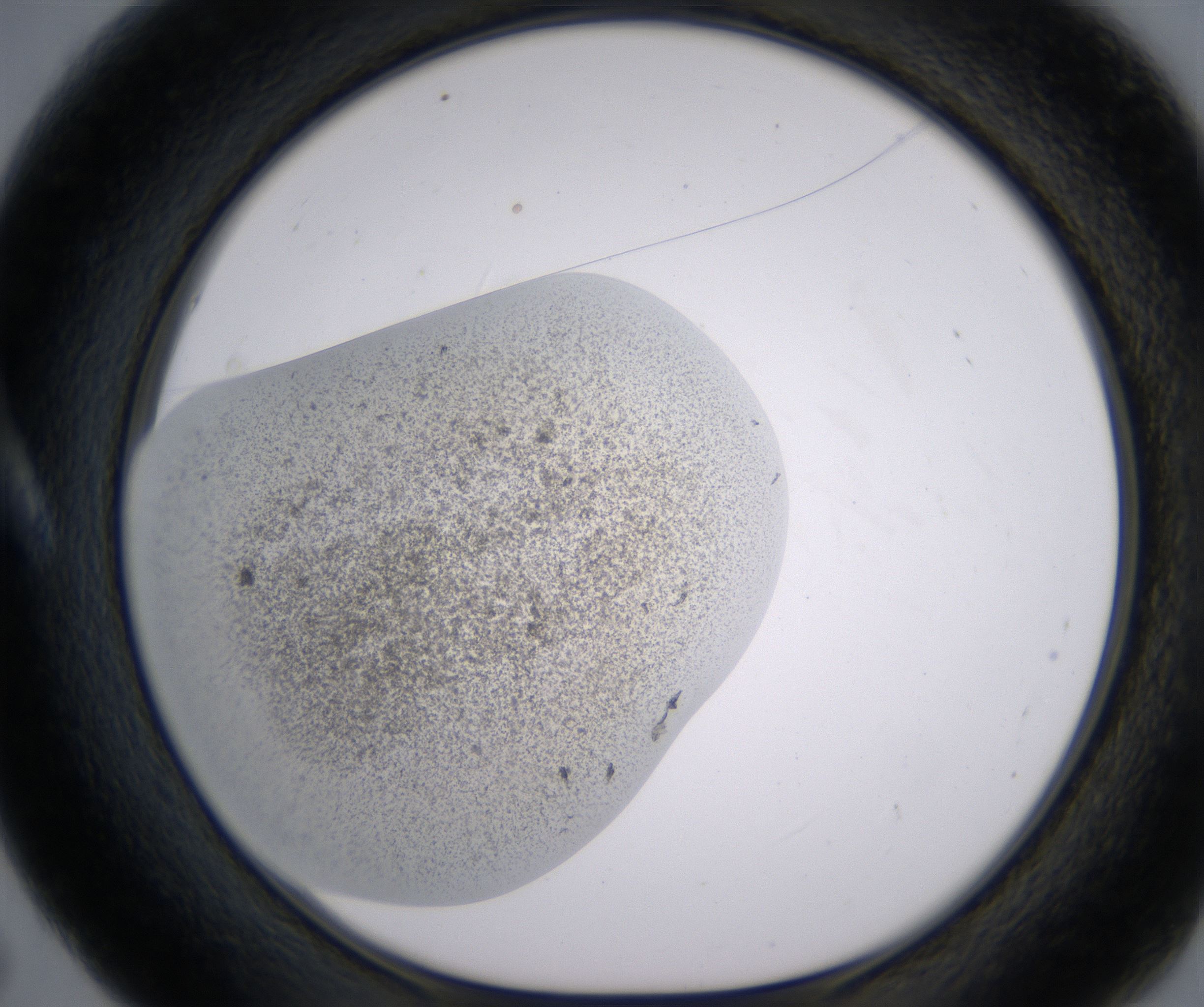 A5_HighResolution_Precipitate_1.jpg
