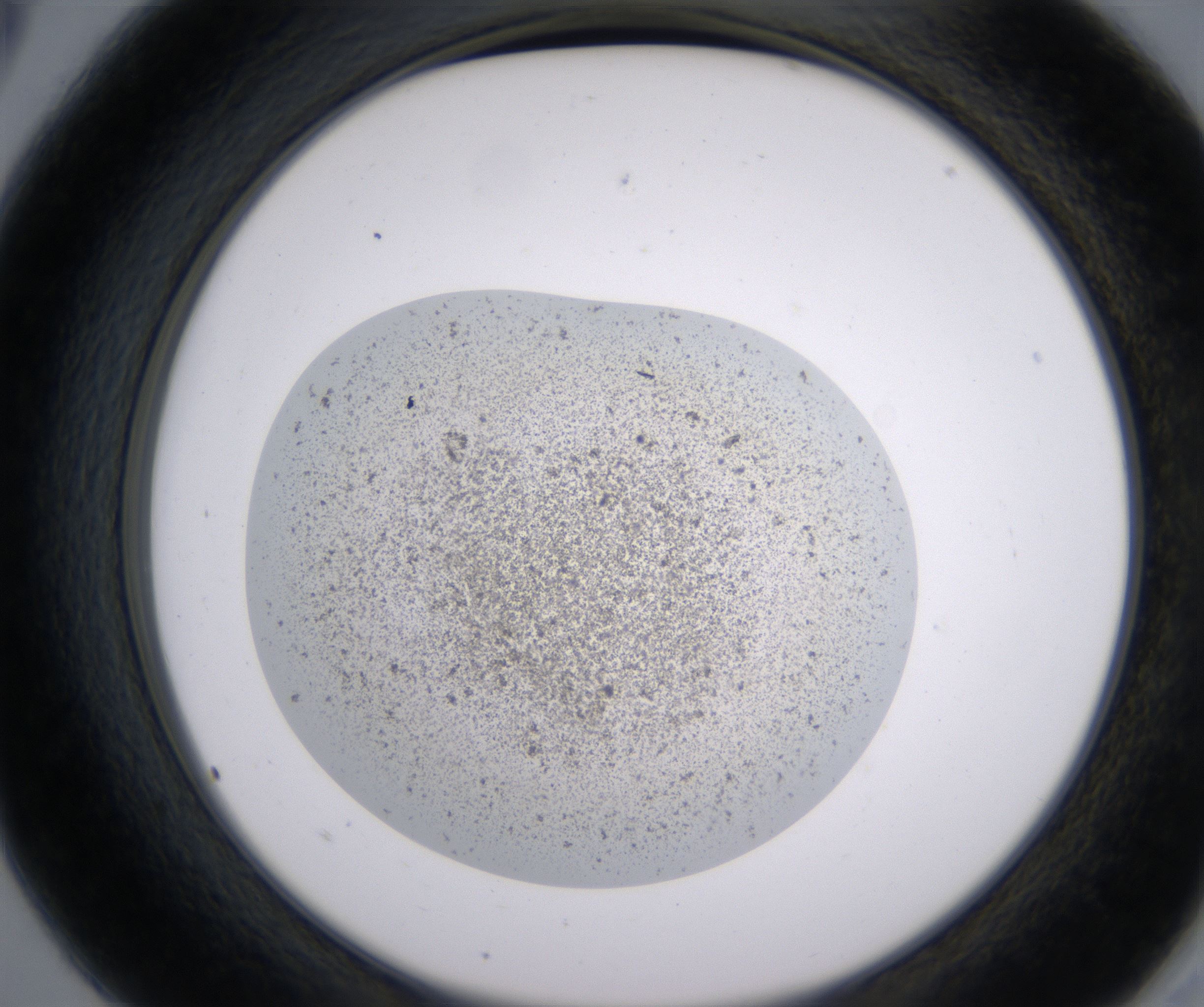 A5_HighResolution_Precipitate_2.jpg