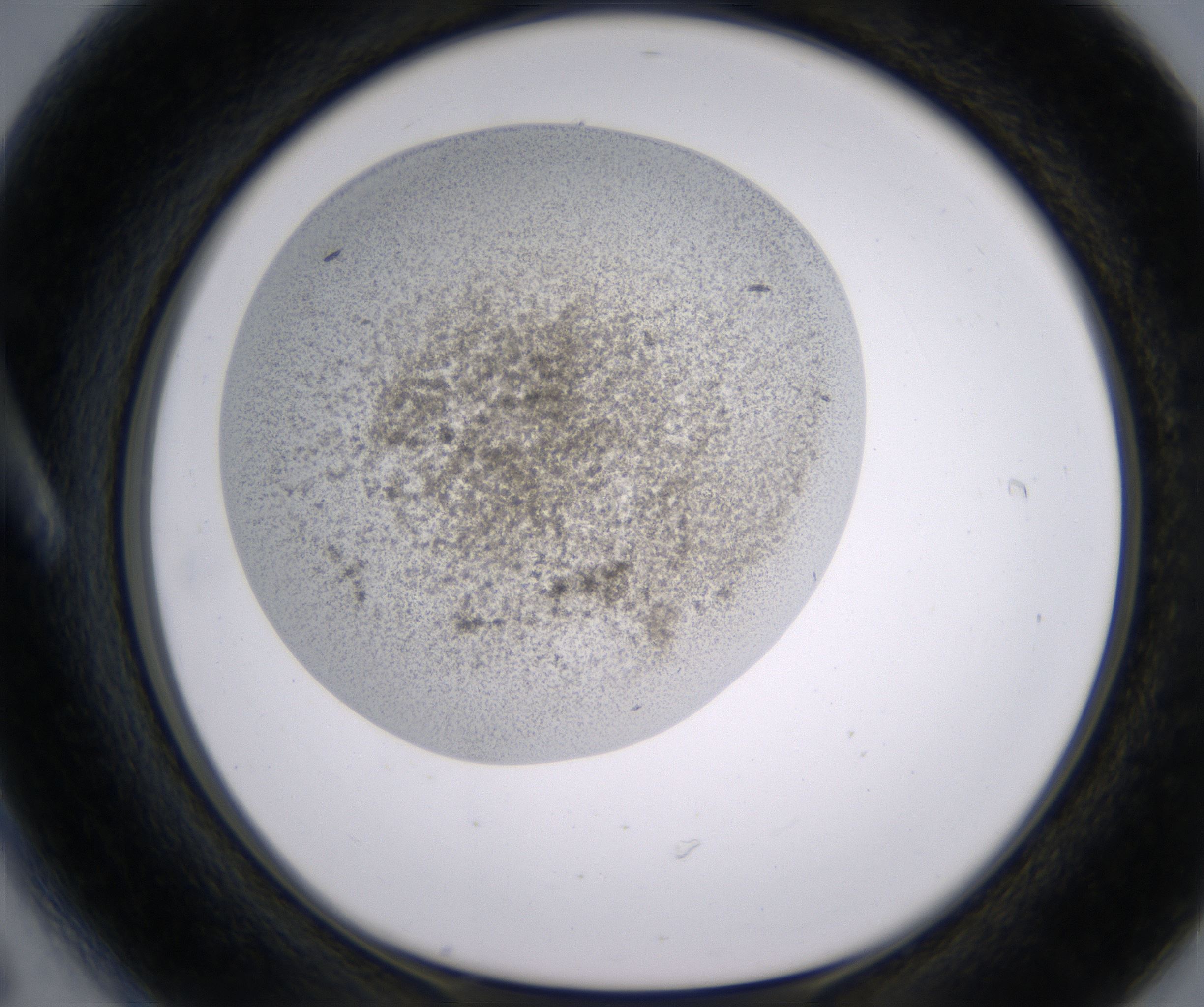 A6_HighResolution_Precipitate_1.jpg
