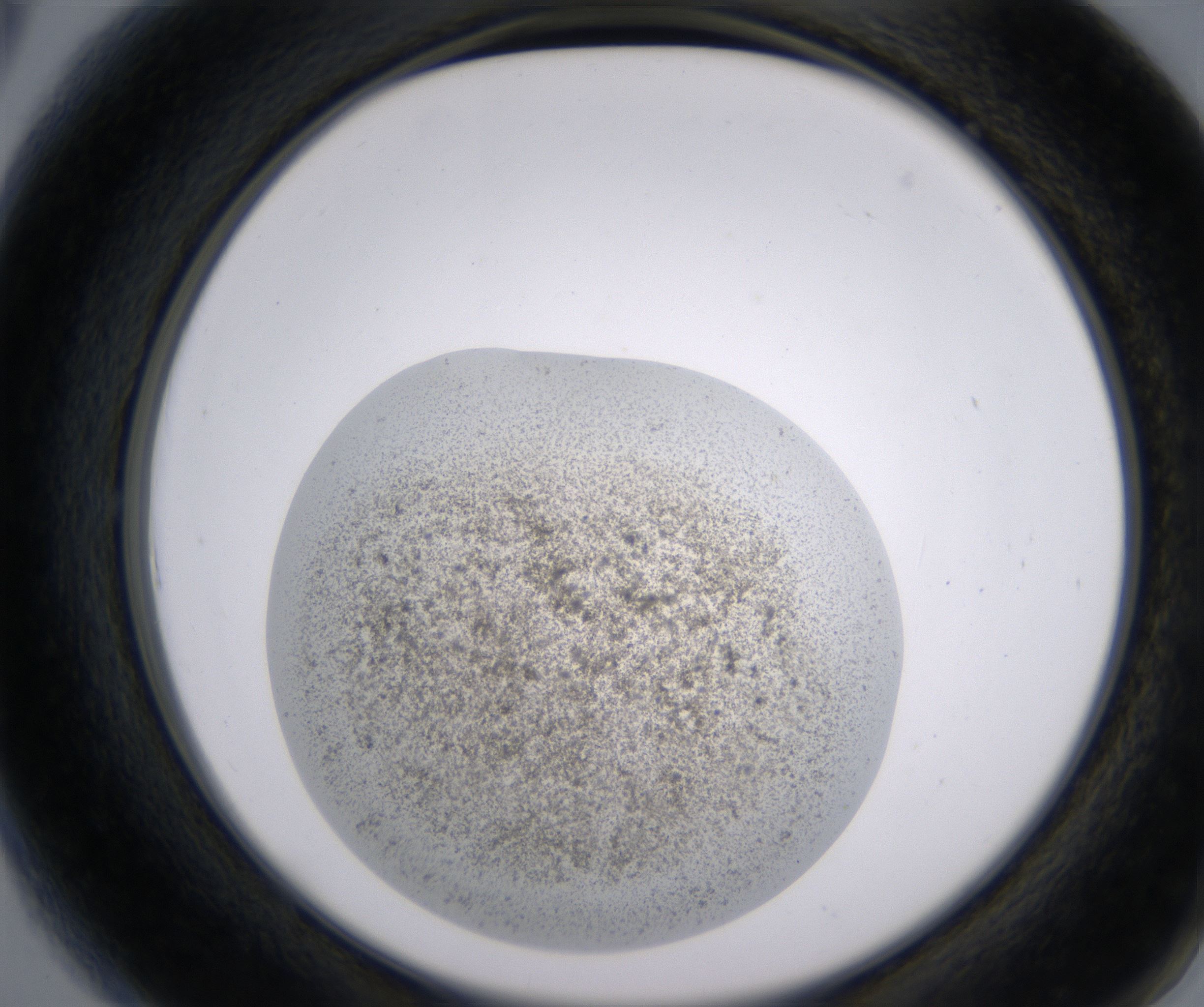 A6_HighResolution_Precipitate_2.jpg