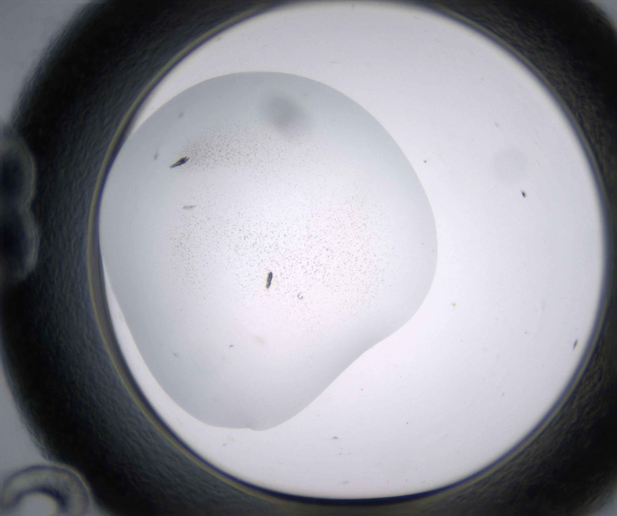 B12_HighResolution_Precipitate_1.jpg