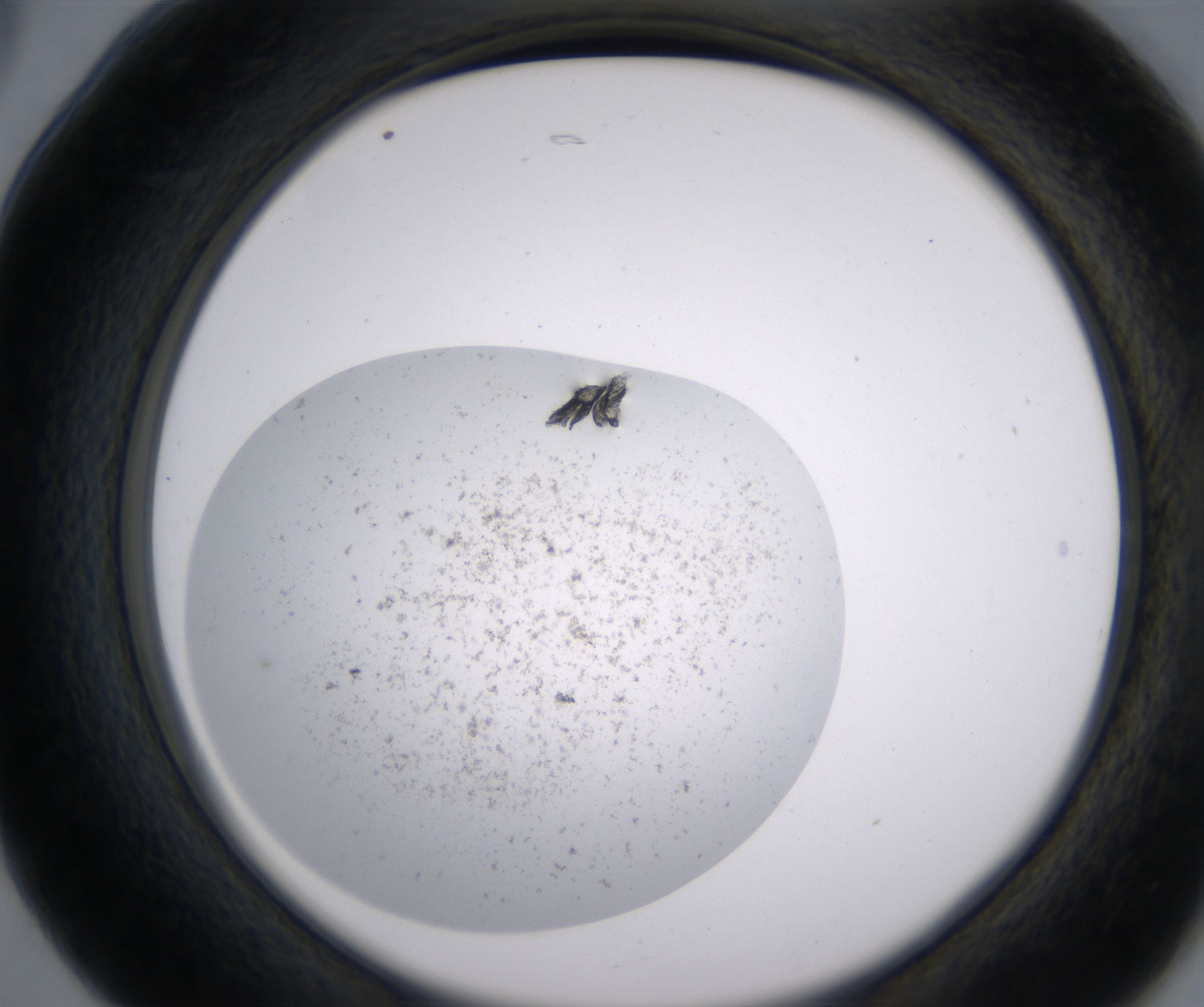B5_HighResolution_Precipitate_2.jpg