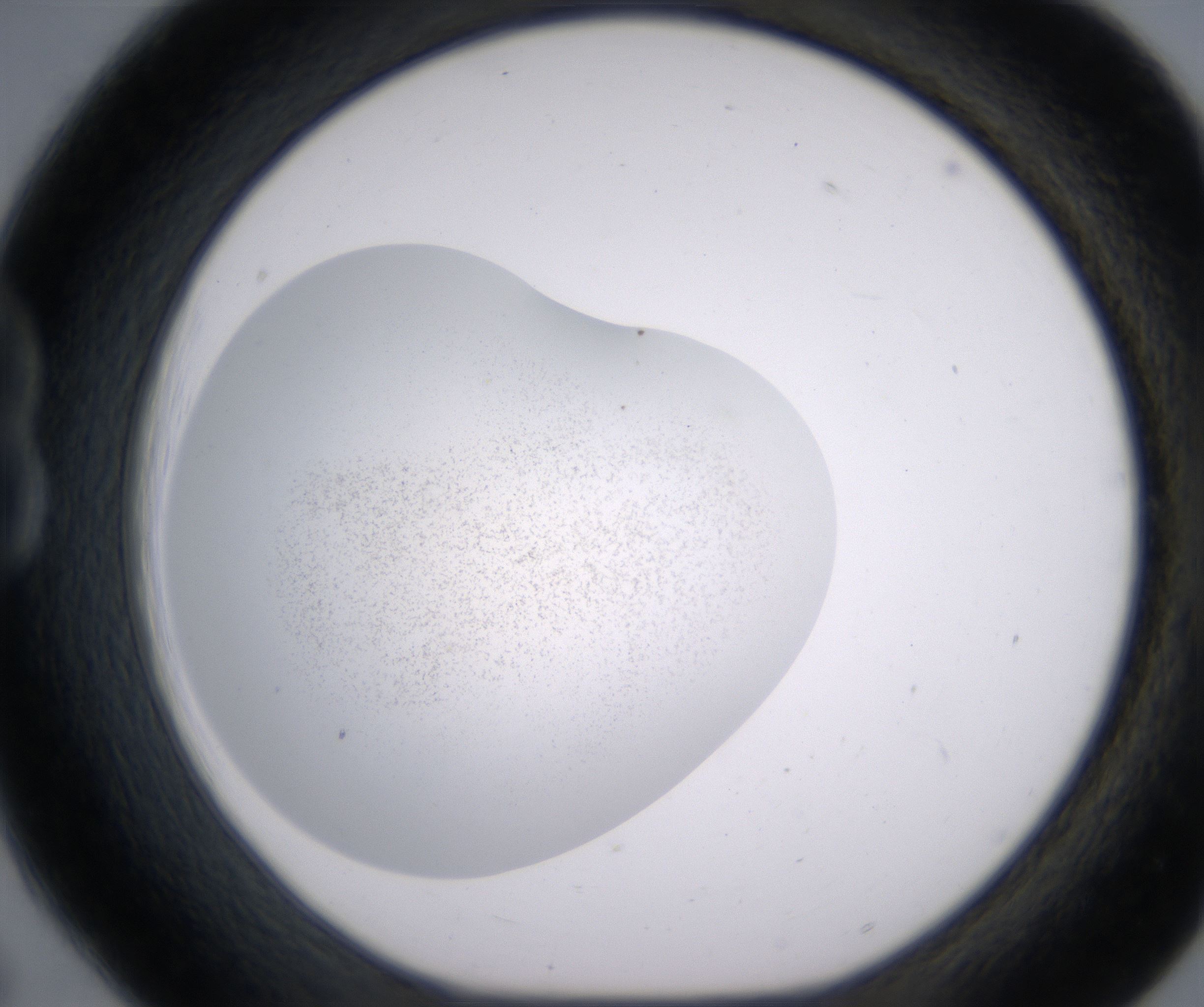 B6_HighResolution_Precipitate_1.jpg
