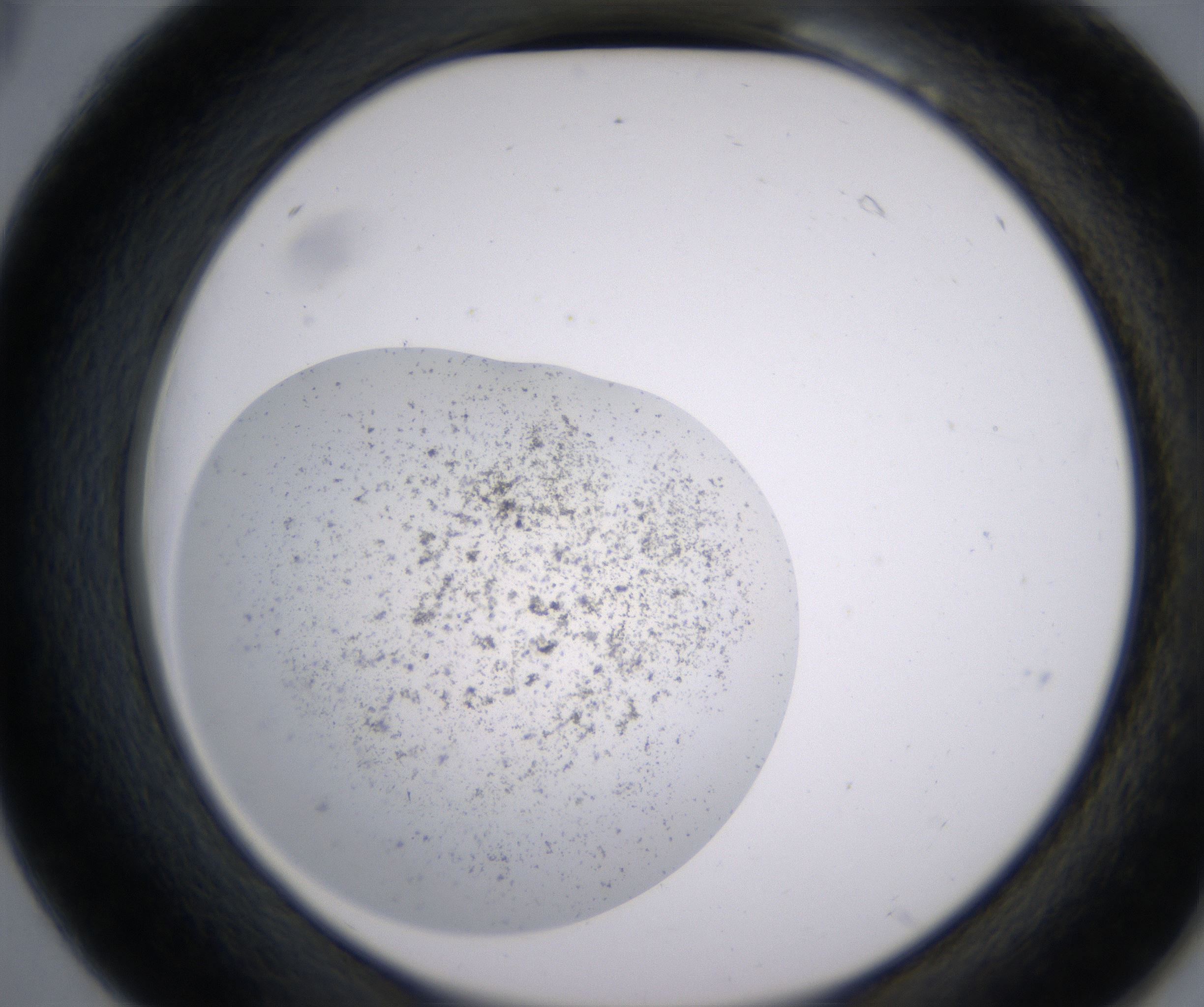 B6_HighResolution_Precipitate_2.jpg