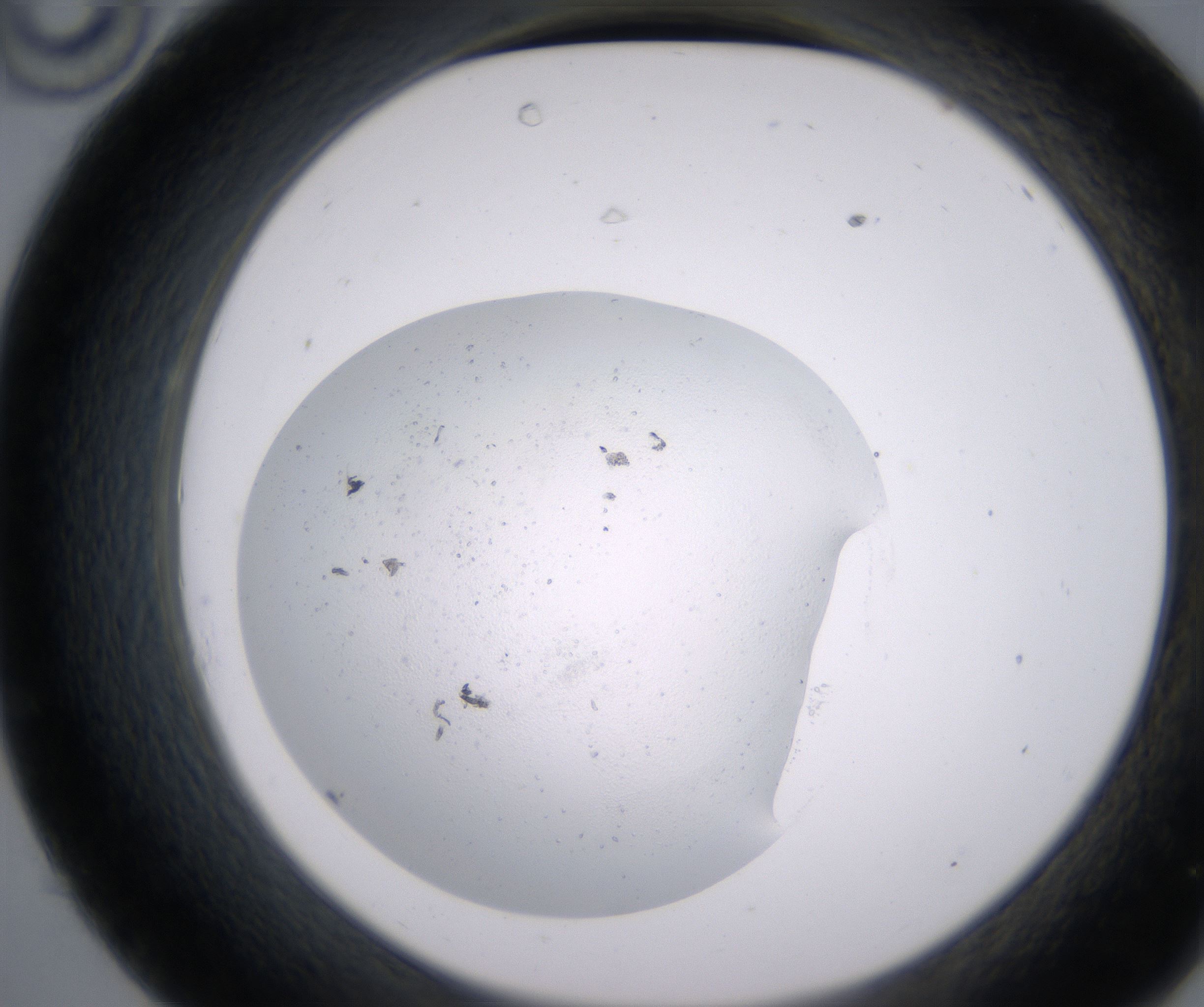 C10_HighResolution_Precipitate_2.jpg