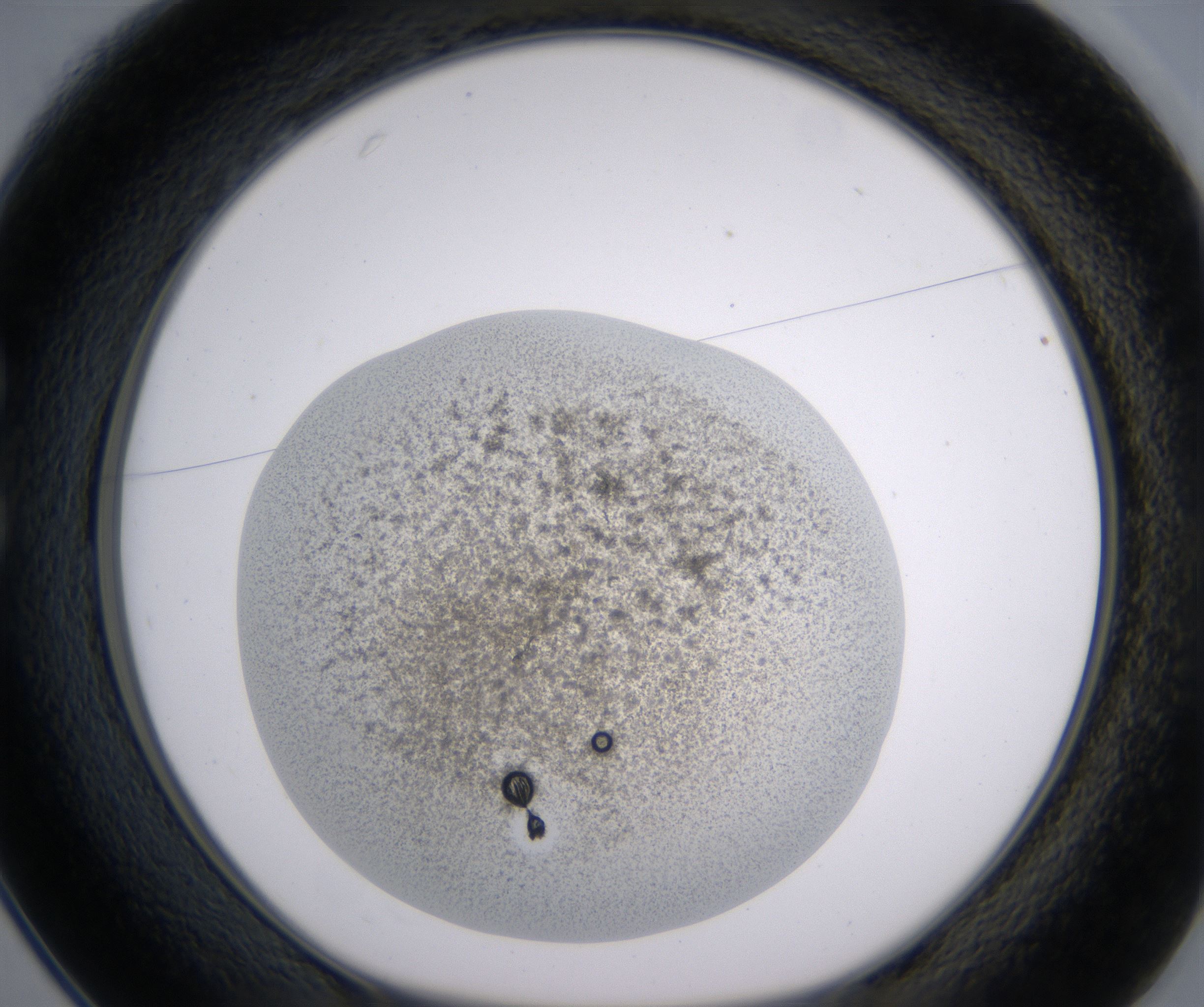 C1_HighResolution_Precipitate_1.jpg