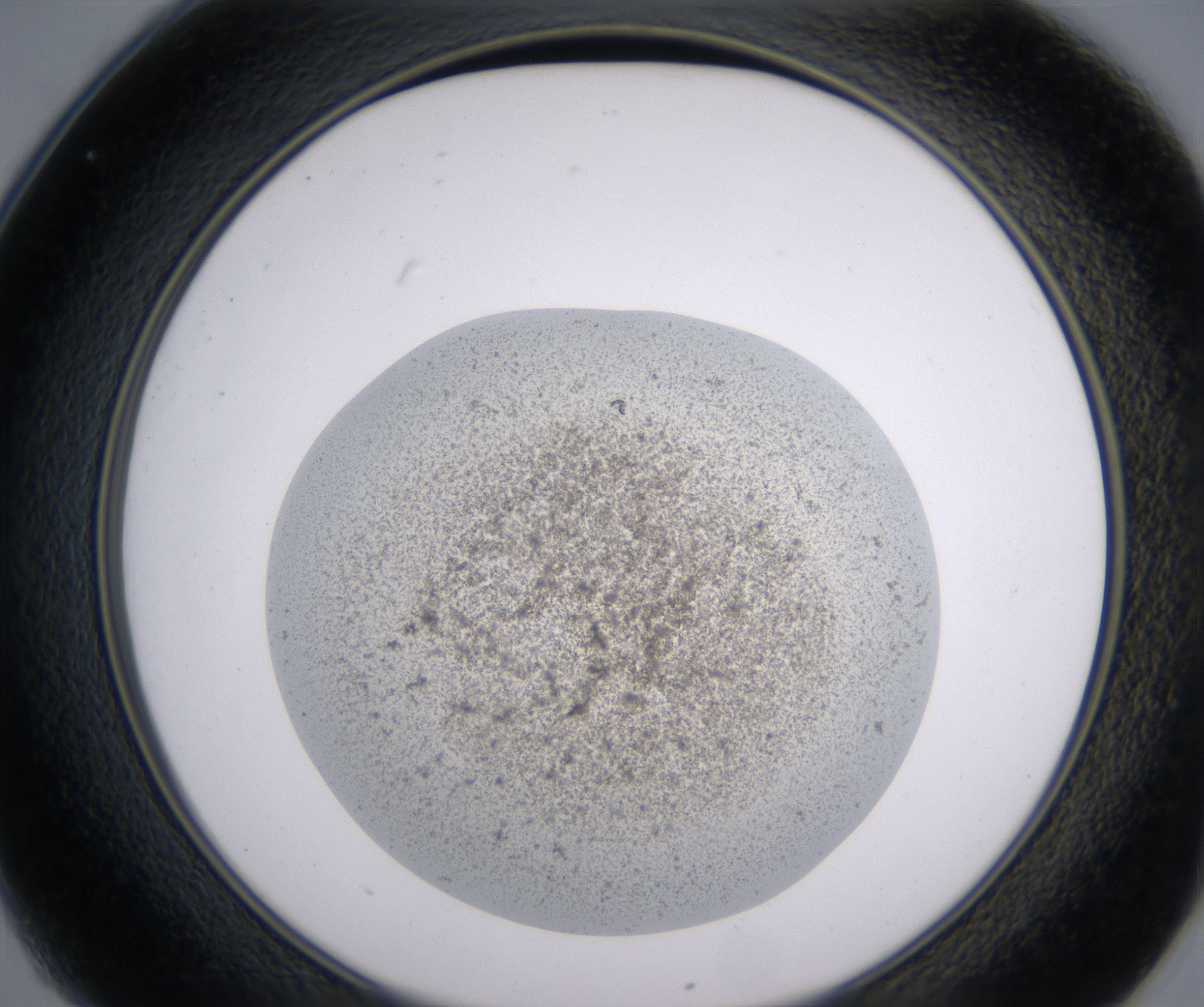 C1_HighResolution_Precipitate_2.jpg