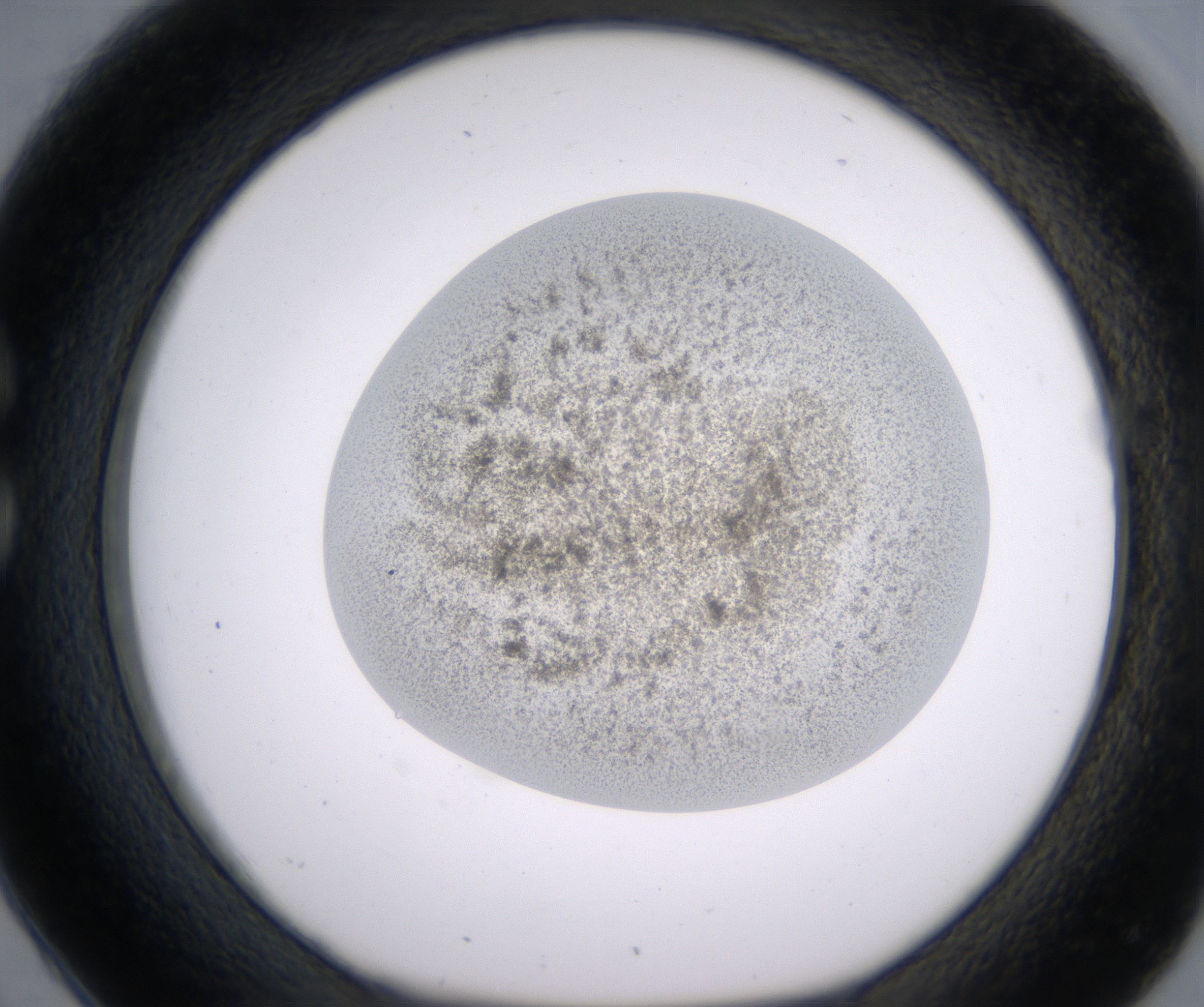 C2_HighResolution_Precipitate_1.jpg