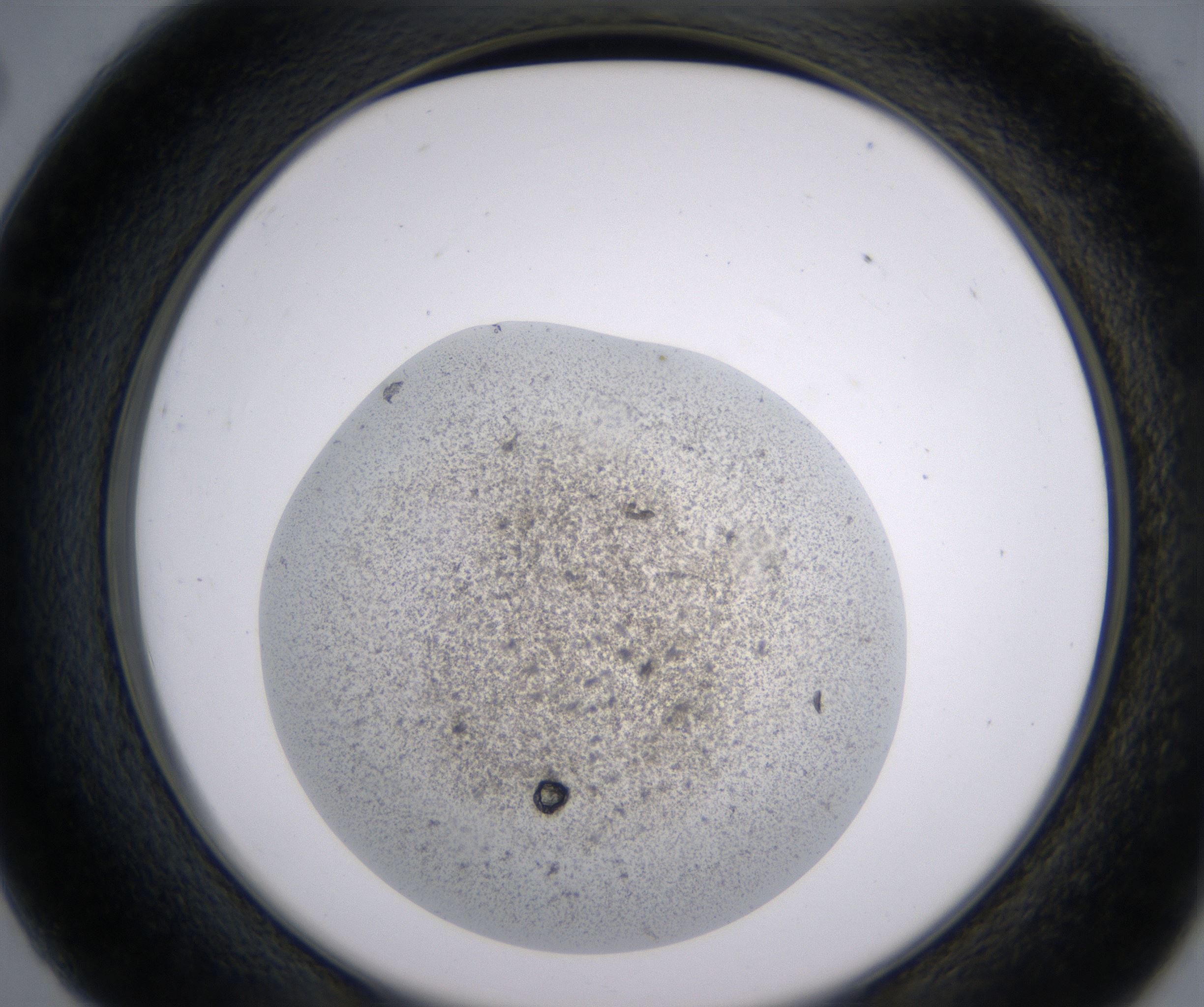 C2_HighResolution_Precipitate_2.jpg
