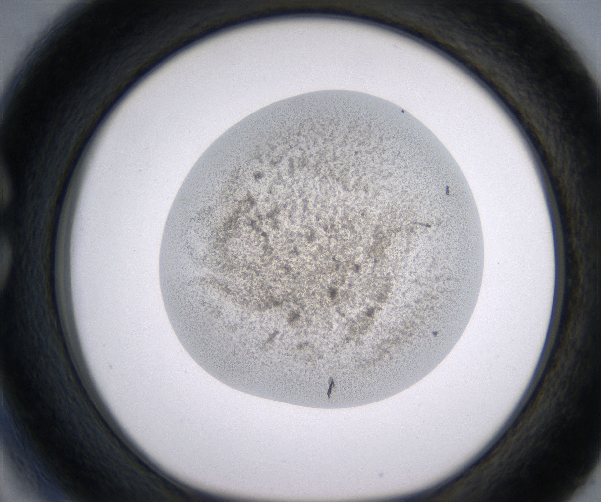 C3_HighResolution_Precipitate_1.jpg