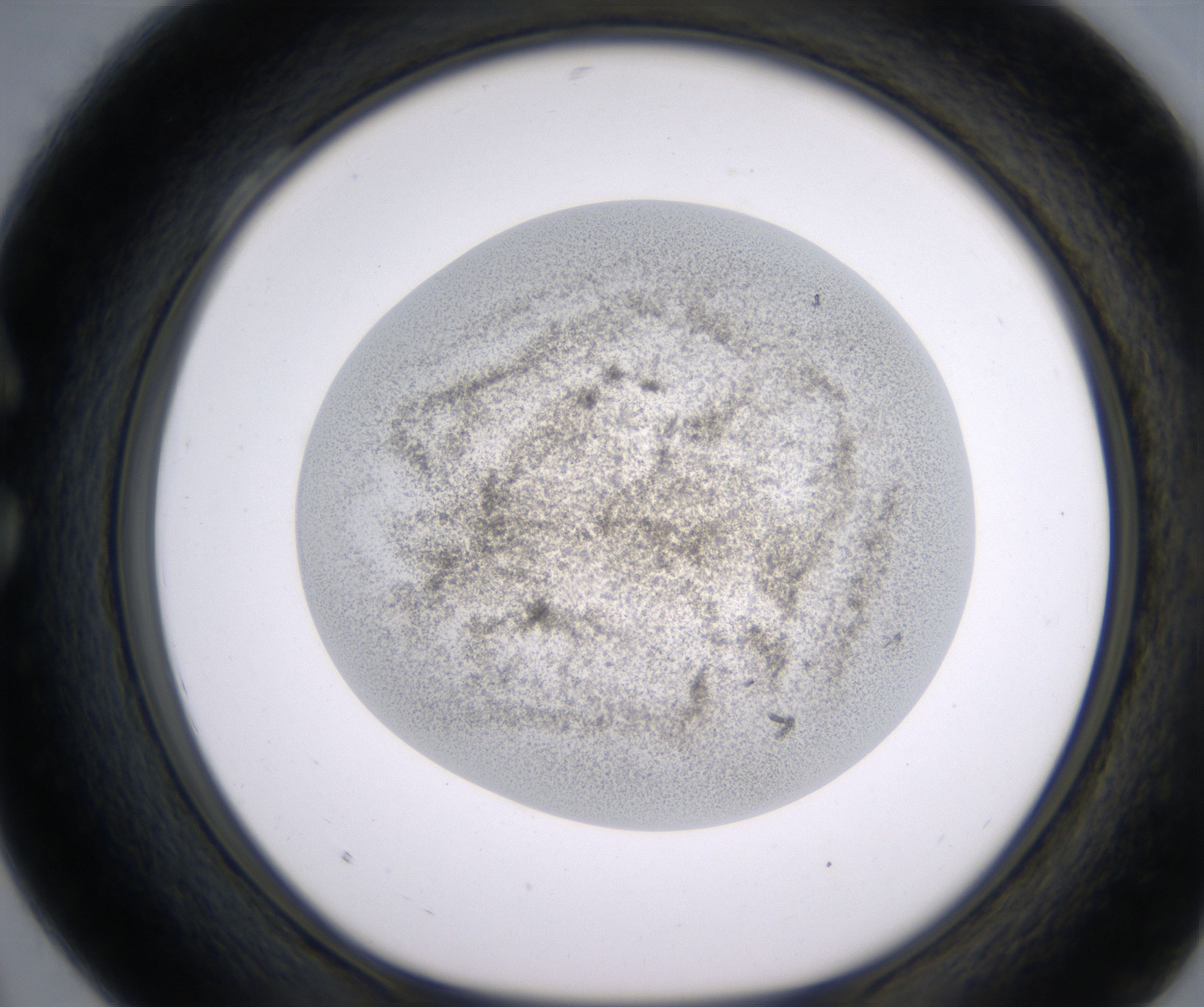 C4_HighResolution_Precipitate_1.jpg