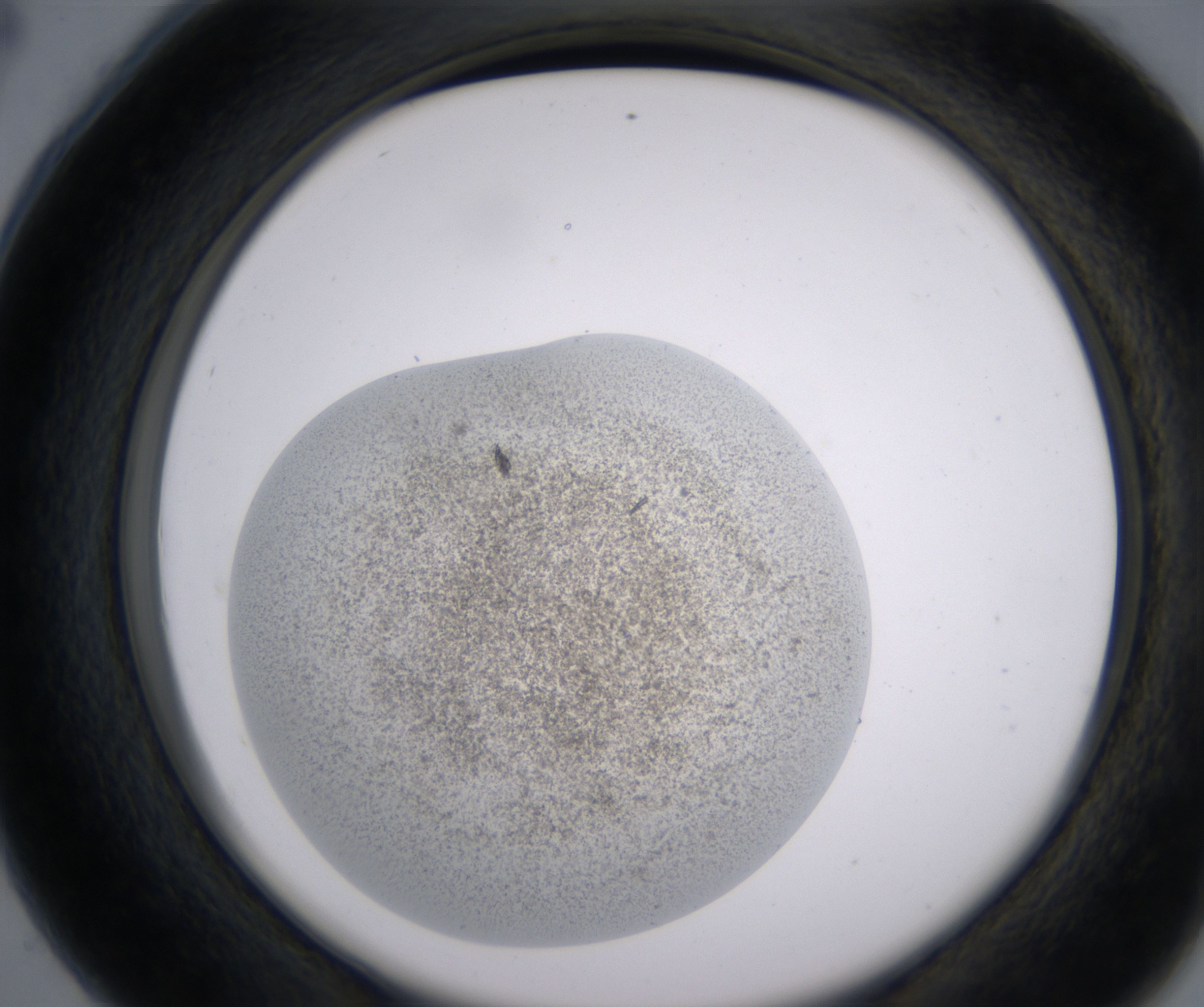 C4_HighResolution_Precipitate_2.jpg