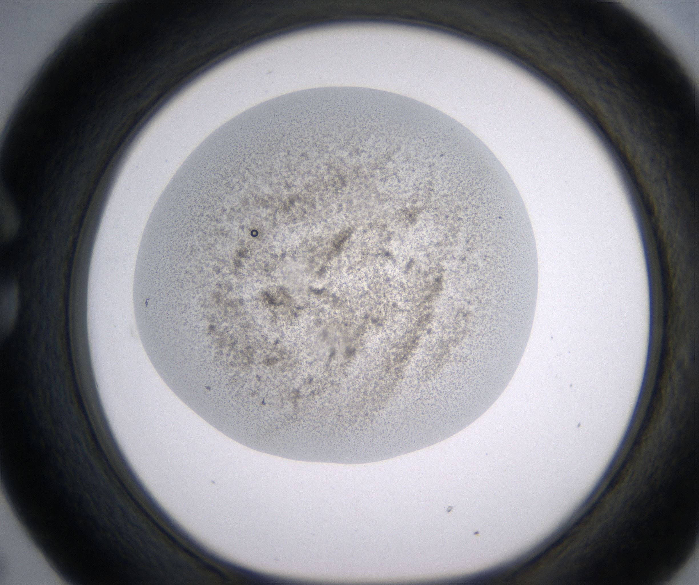 C5_HighResolution_Precipitate_1.jpg