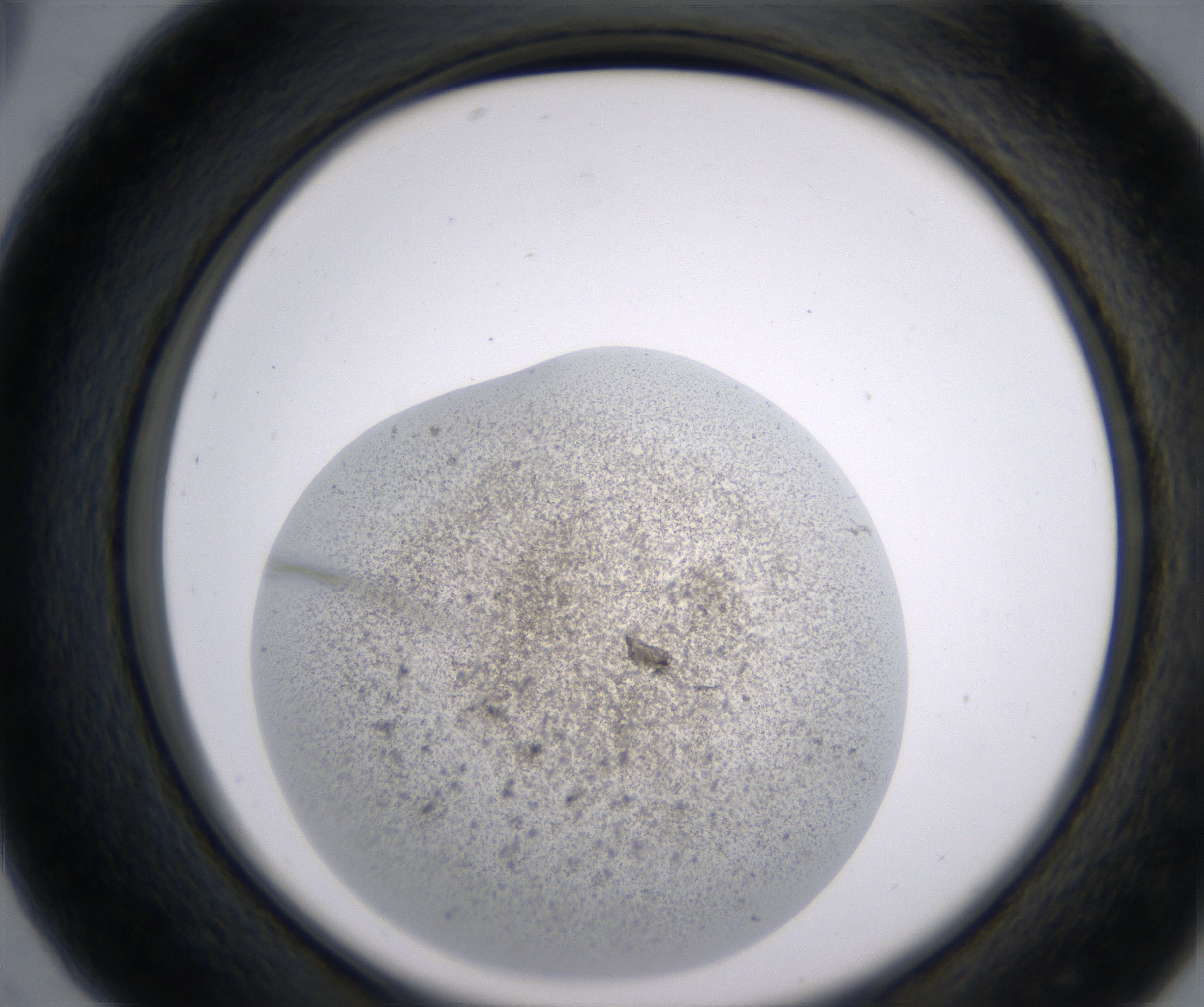C5_HighResolution_Precipitate_2.jpg