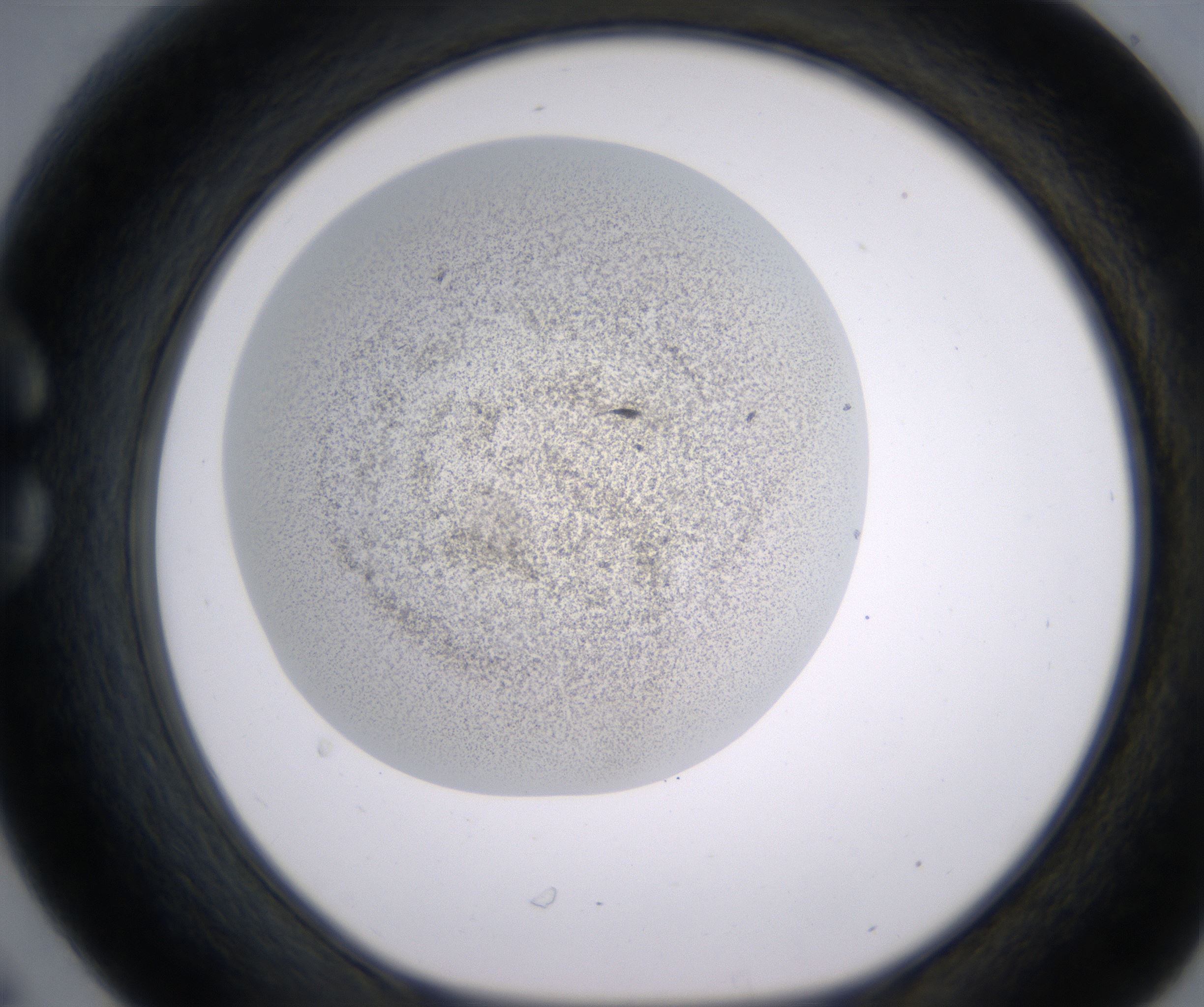 C6_HighResolution_Precipitate_1.jpg