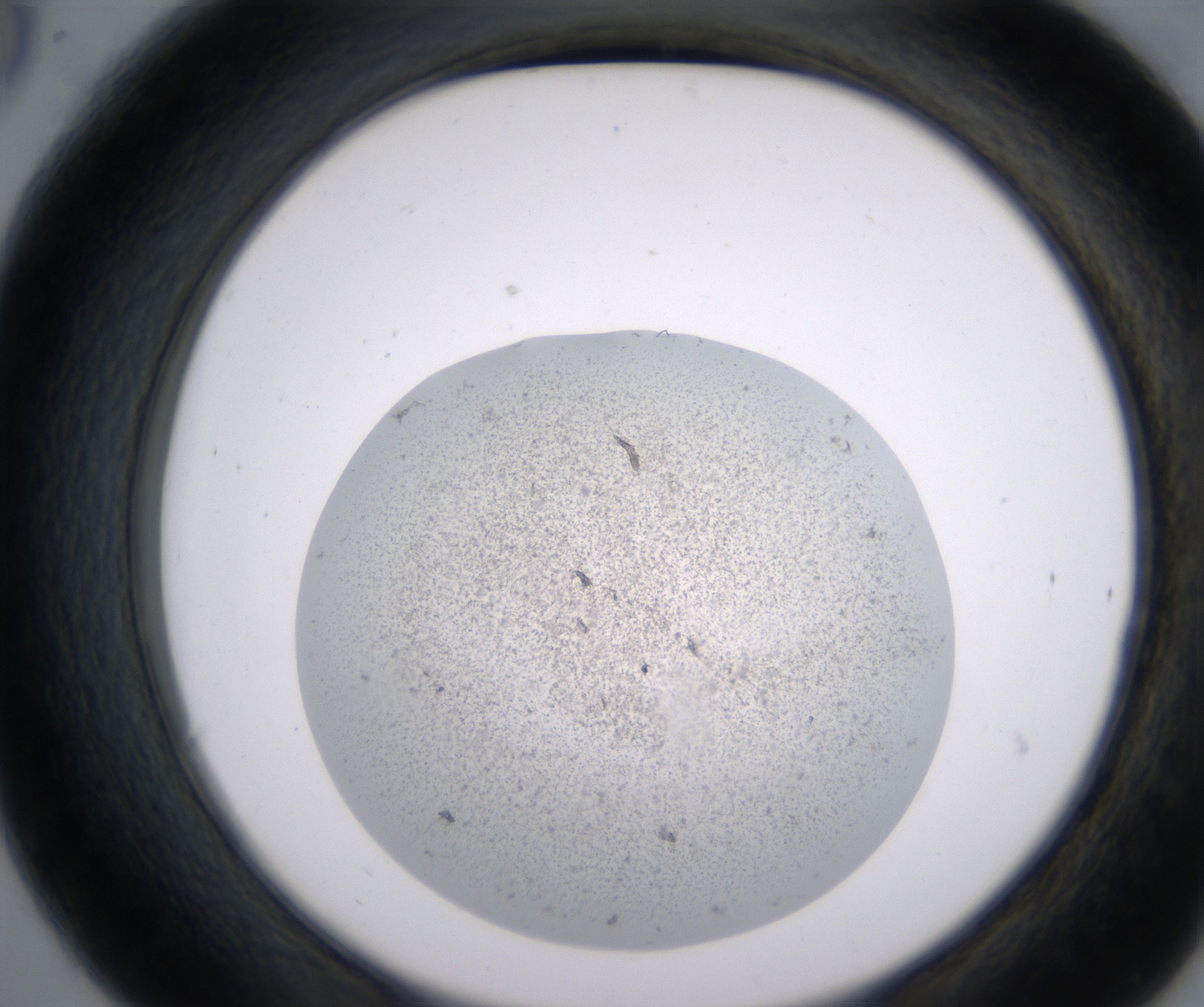 C6_HighResolution_Precipitate_2.jpg