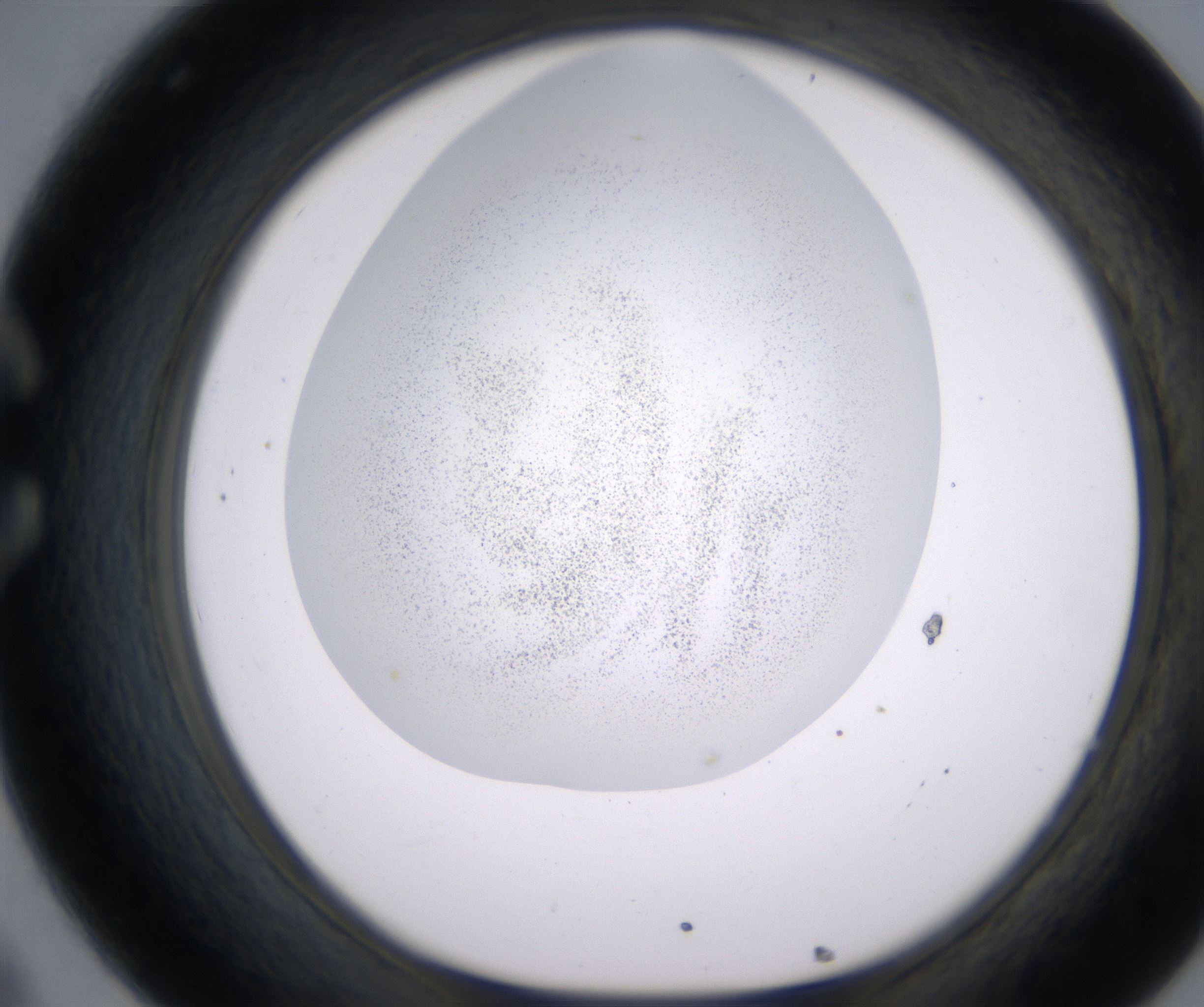 C8_HighResolution_Precipitate_1.jpg