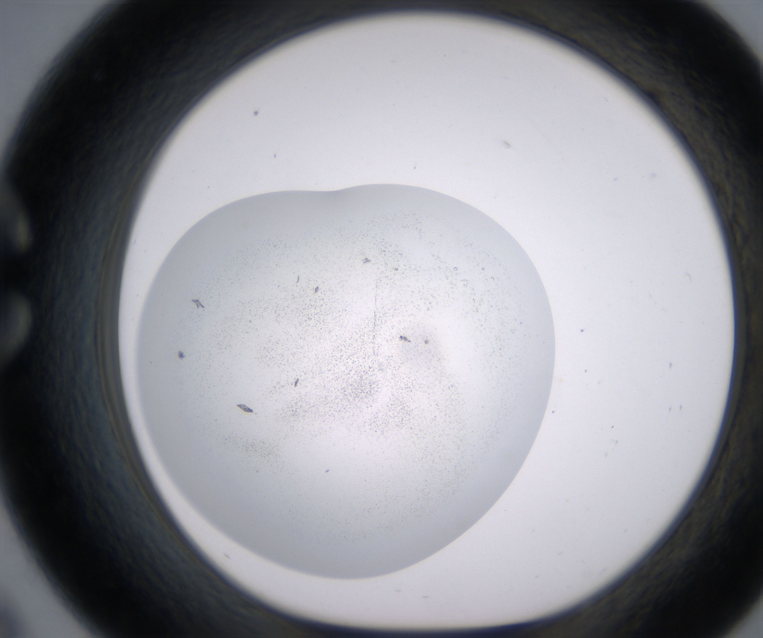 C9_HighResolution_Precipitate_1.jpg