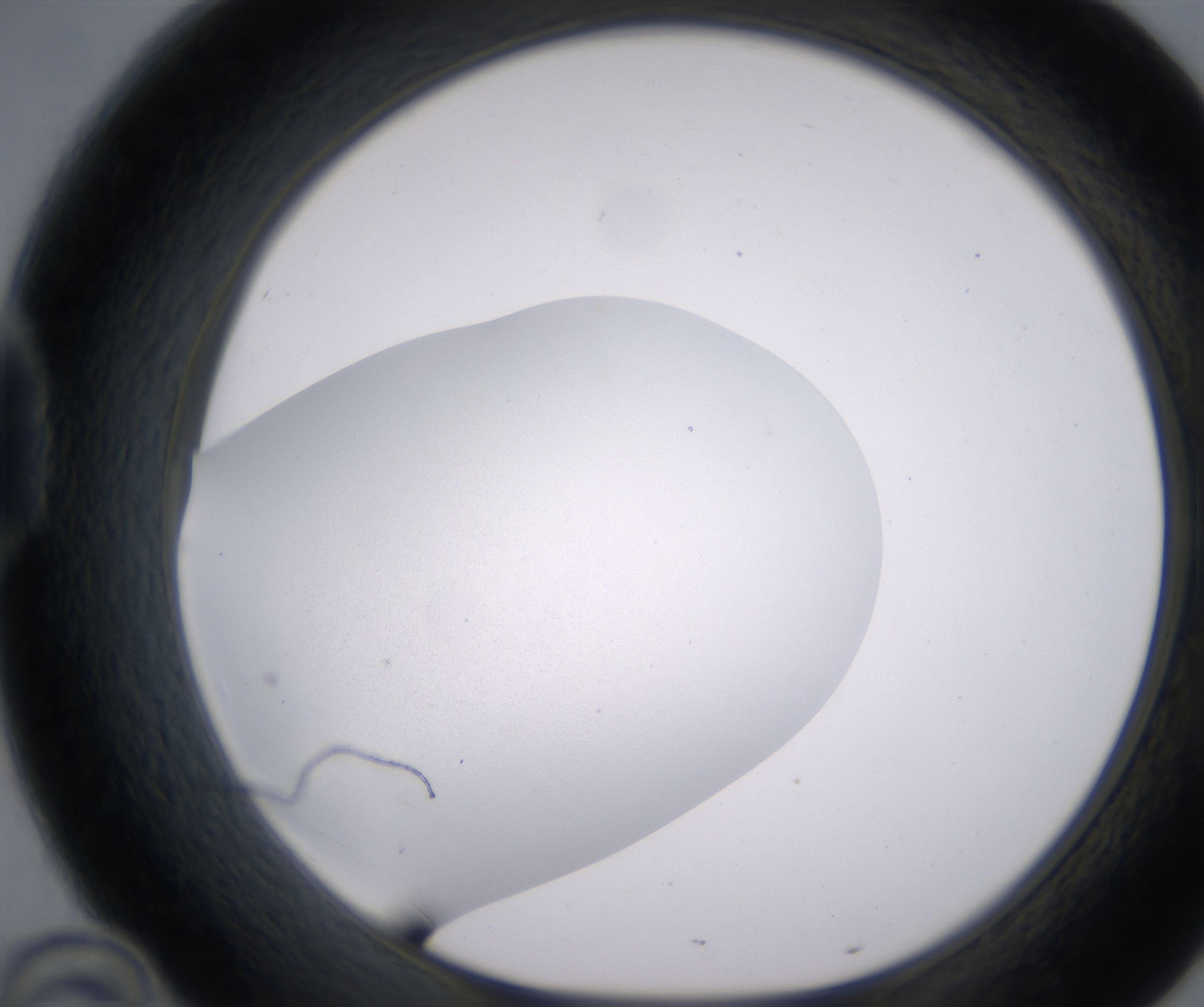 D10_HighResolution_Precipitate_1.jpg