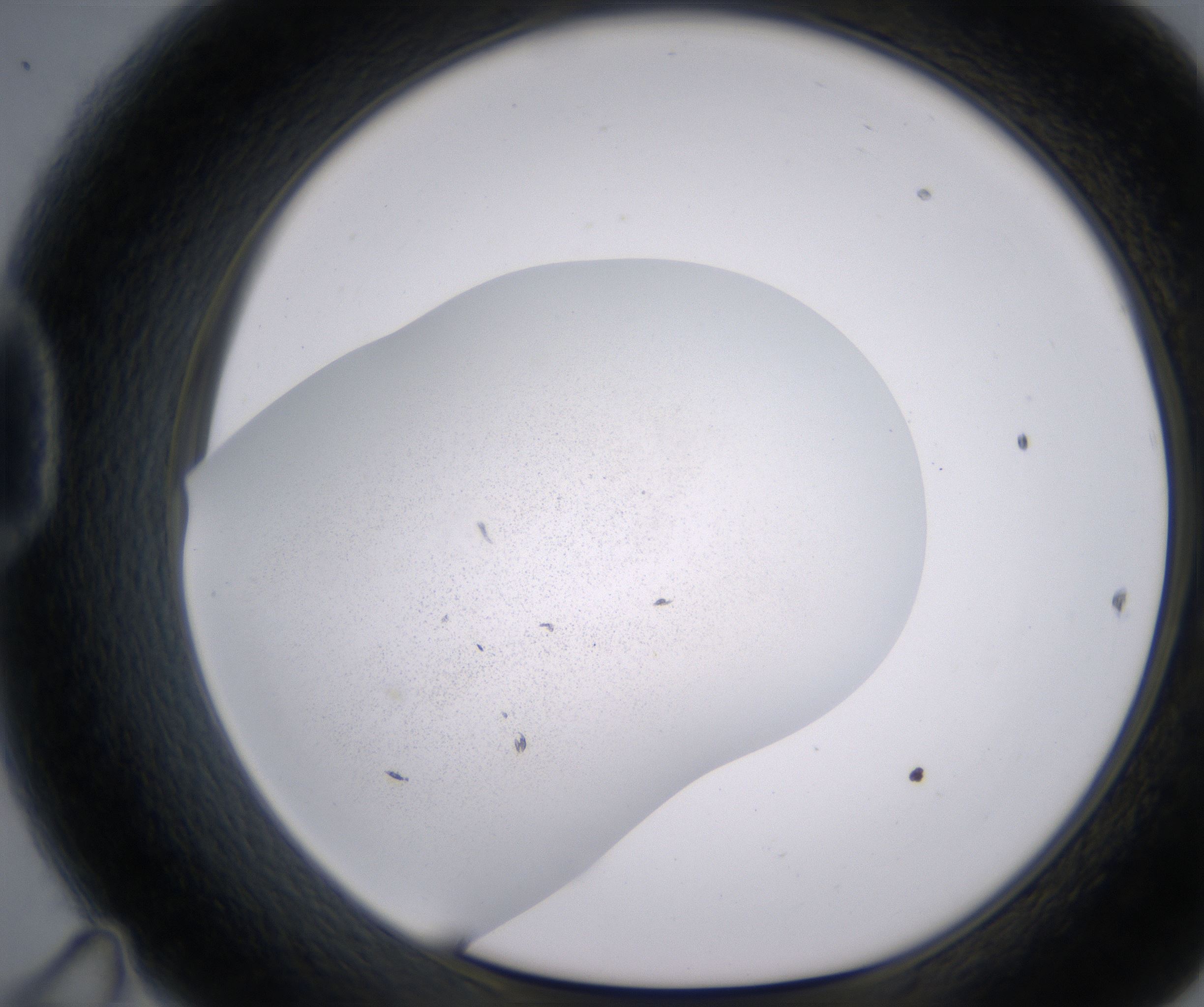 D11_HighResolution_Precipitate_1.jpg