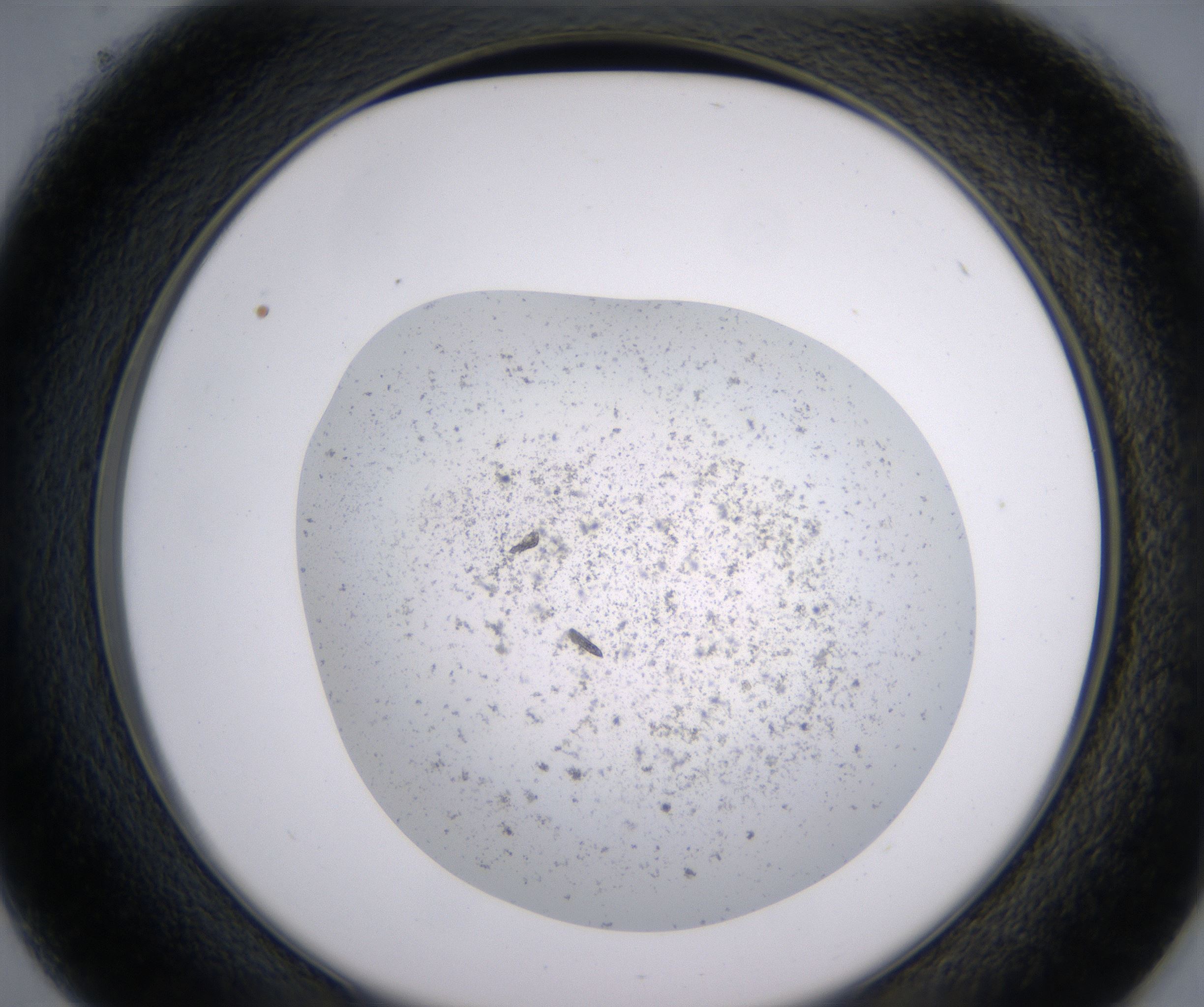 D1_HighResolution_Precipitate_2.jpg