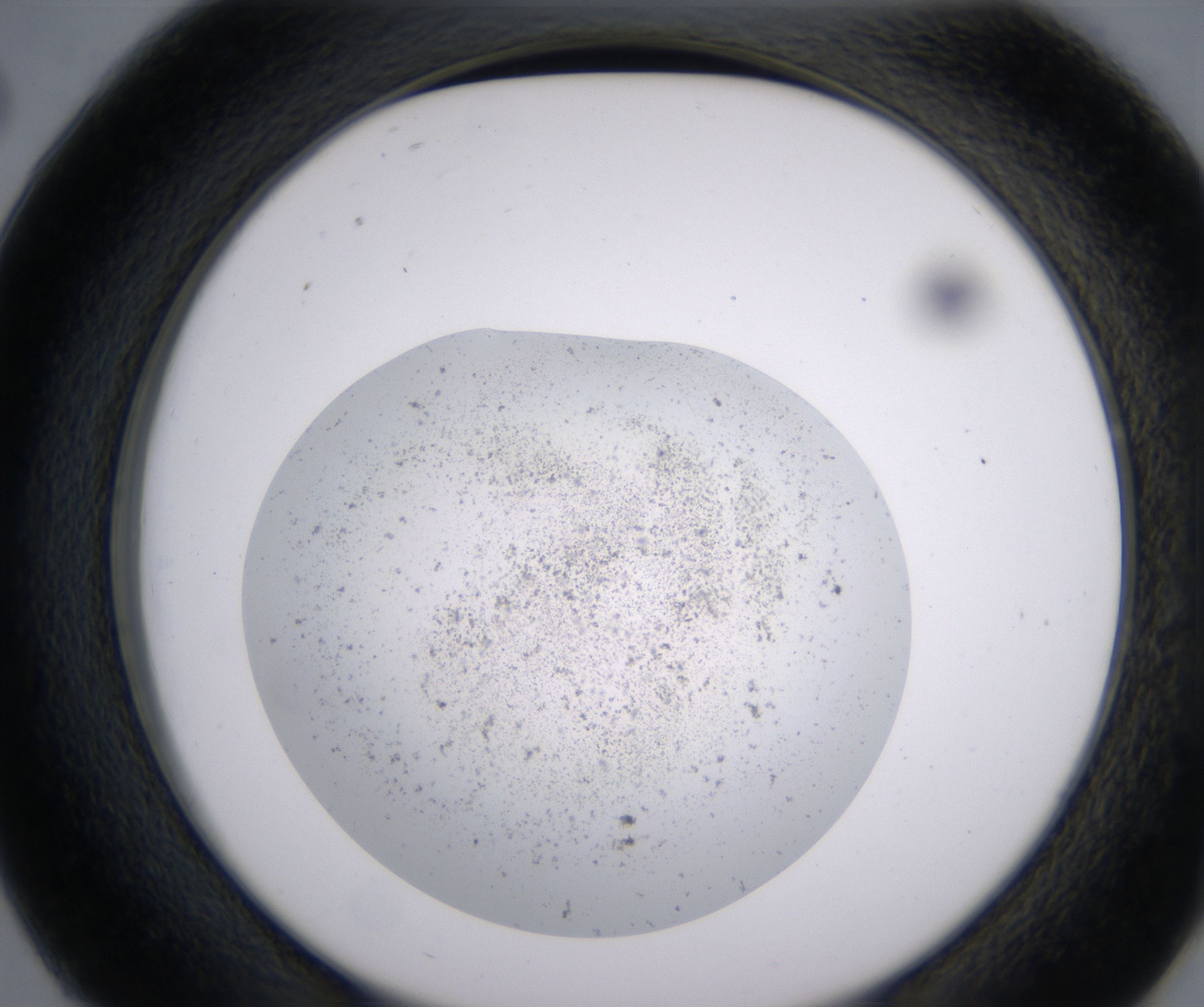 D2_HighResolution_Precipitate_2.jpg